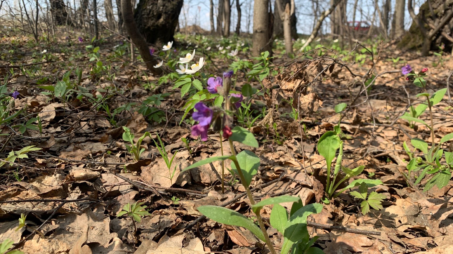 Михнево, весна, ветреница дубравная