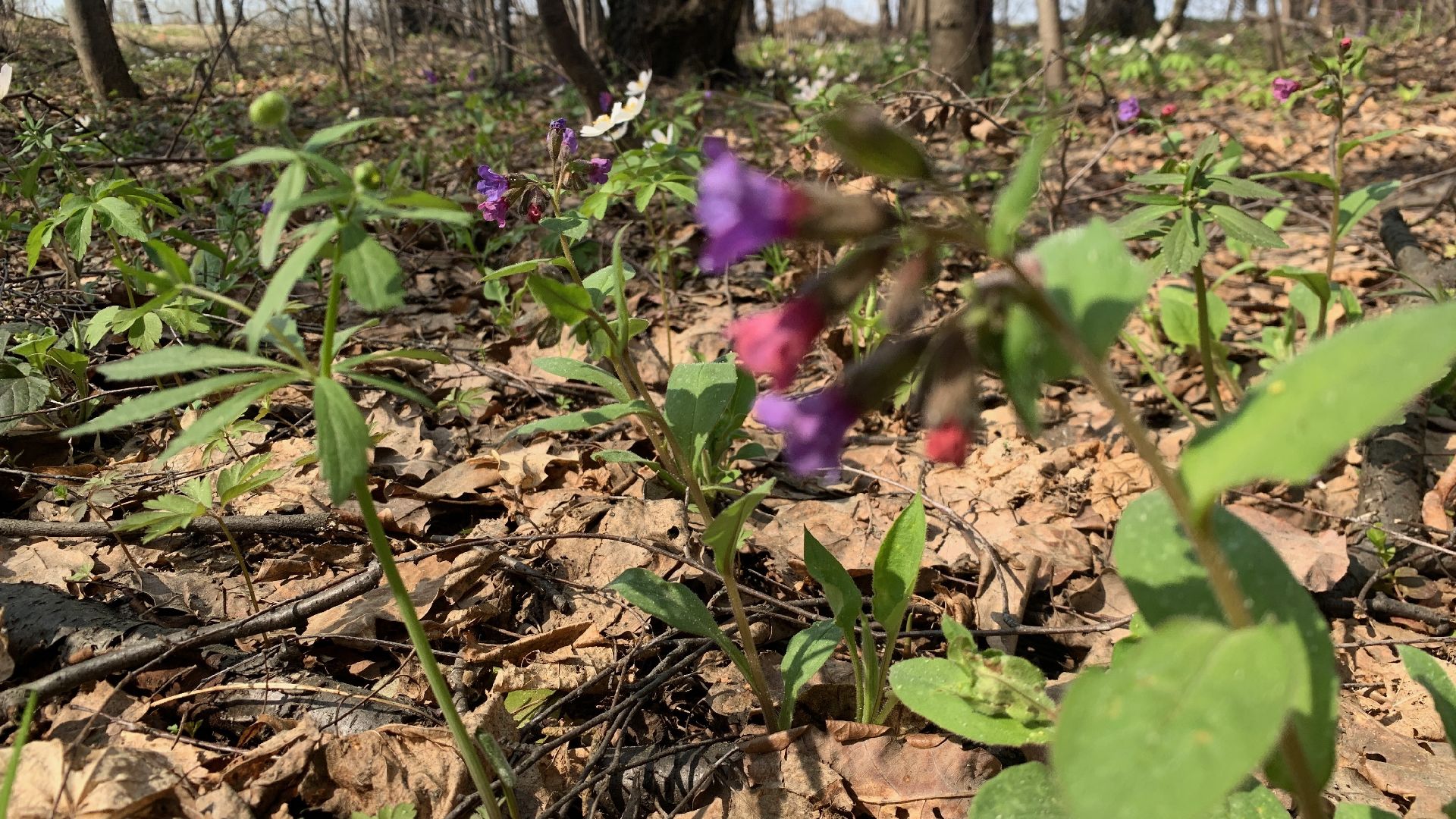 Михнево, весна, ветреница дубравная