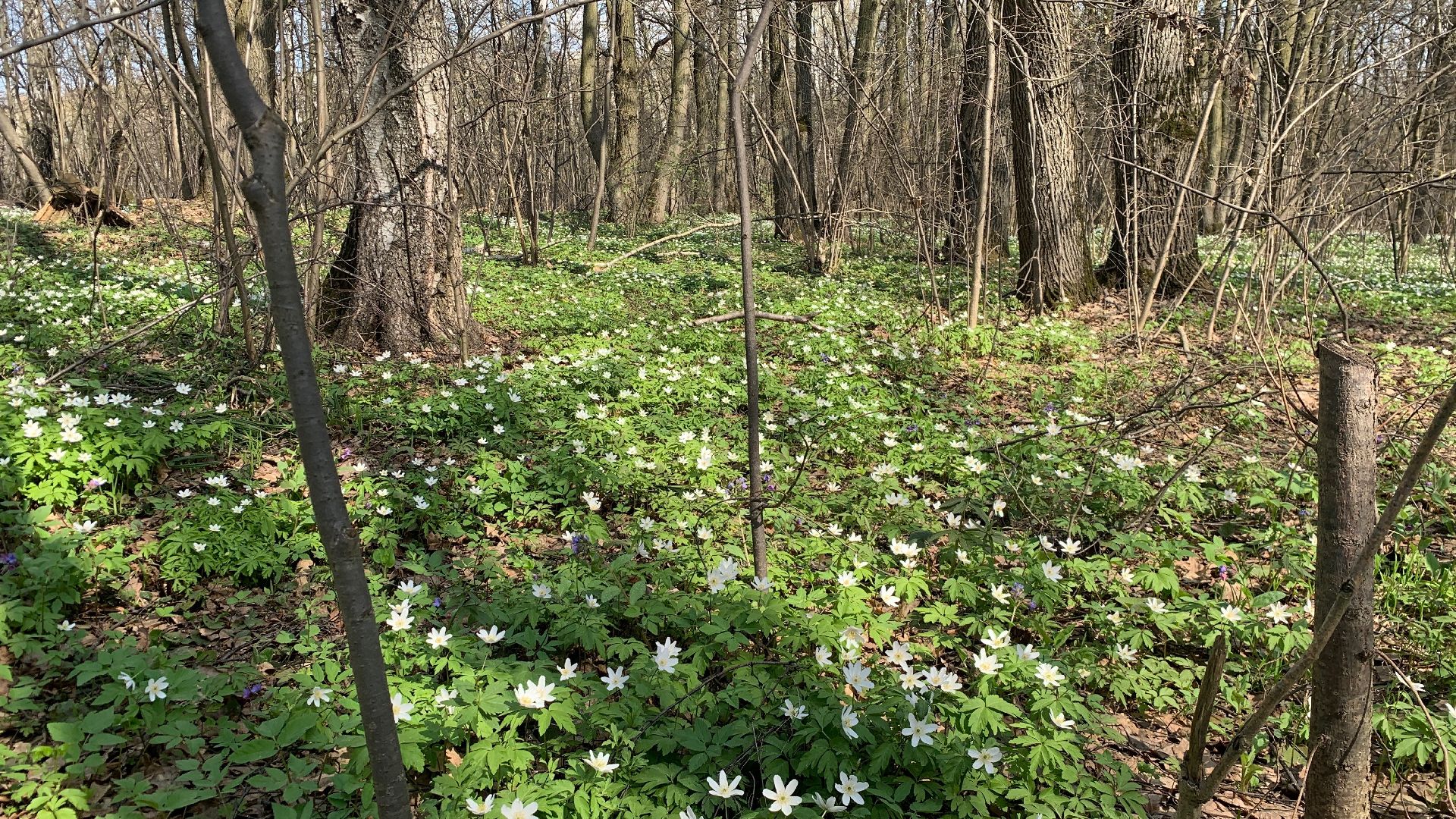 Михнево, весна, ветреница дубравная