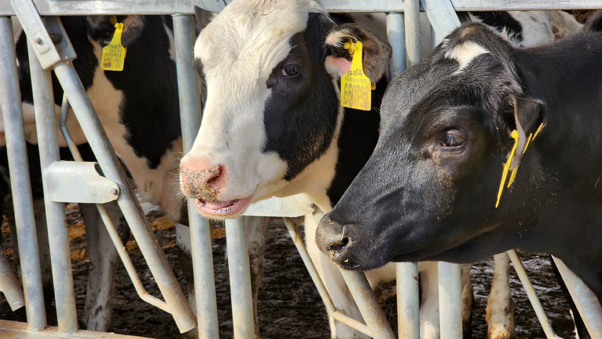 ступино, образование, агроклассы,