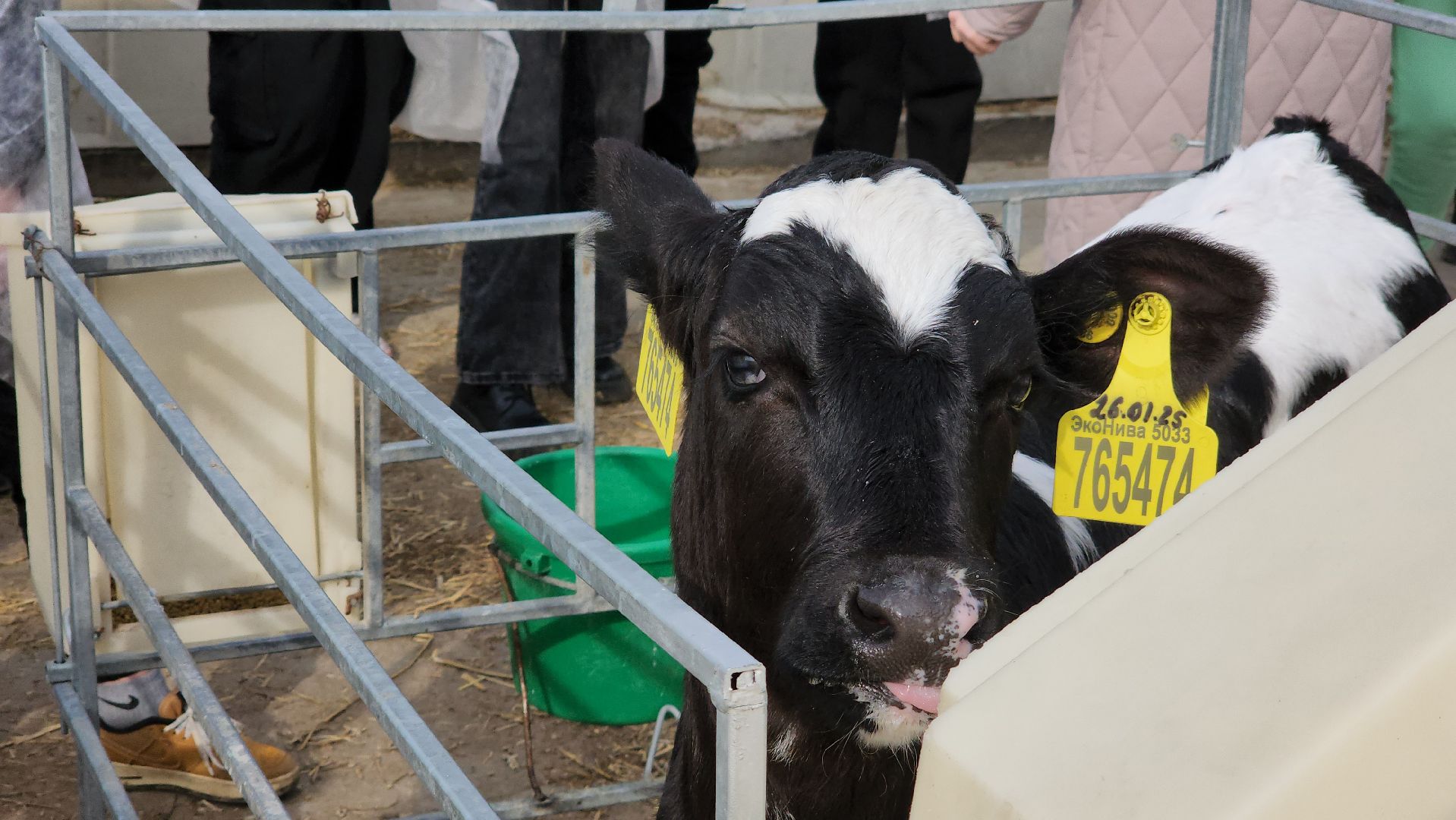 ступино, образование, агроклассы,