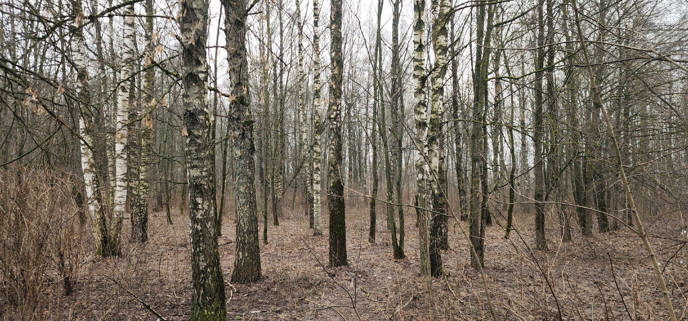 Экология, Пешие проогулки, Благоустройство, Звенигород,