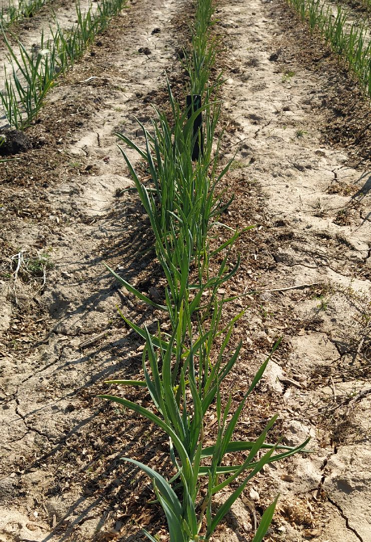 Больше-Алексеевское, чеснок, селекция растений, МОВИР, Ступино