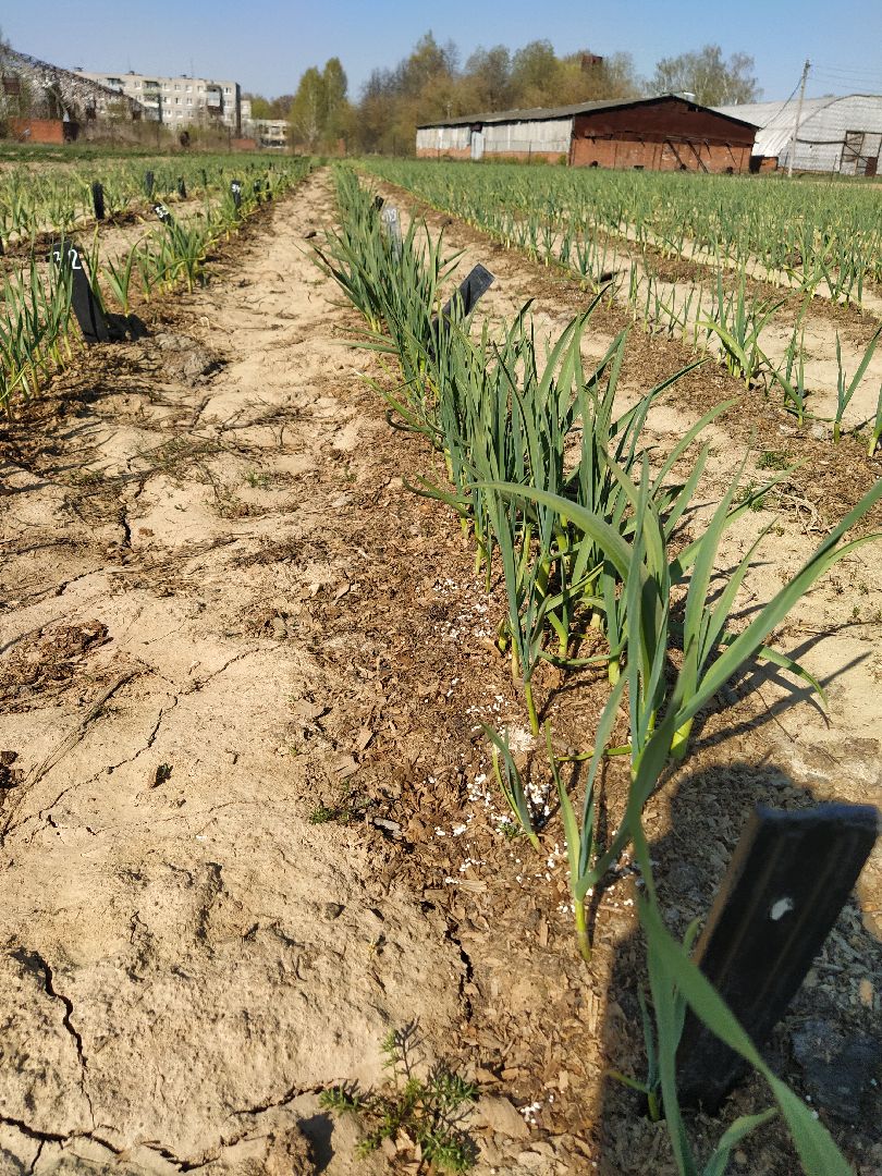 Больше-Алексеевское, чеснок, селекция растений, МОВИР, Ступино