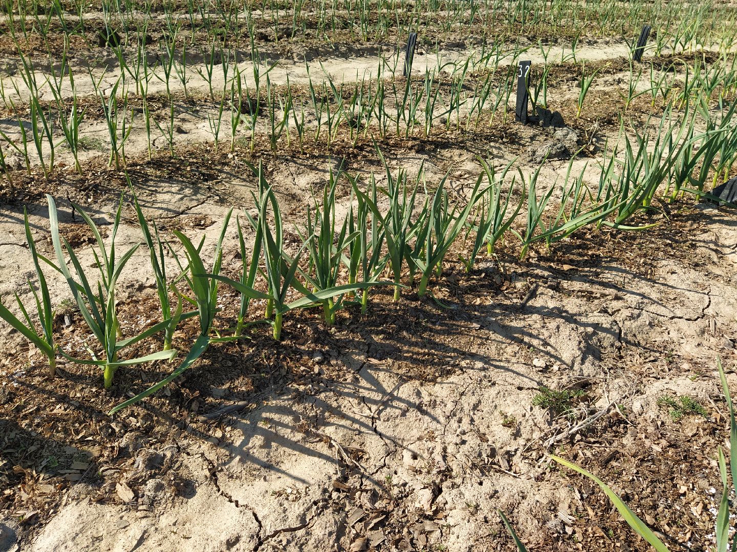 Больше-Алексеевское, чеснок, селекция растений, МОВИР, Ступино