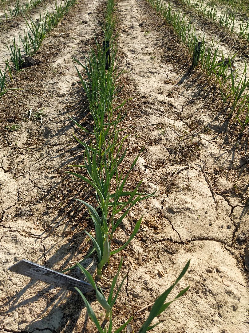 Больше-Алексеевское, чеснок, селекция растений, МОВИР, Ступино