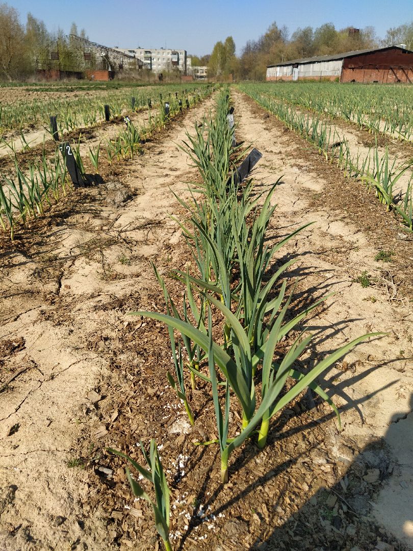 Больше-Алексеевское, чеснок, селекция растений, МОВИР, Ступино