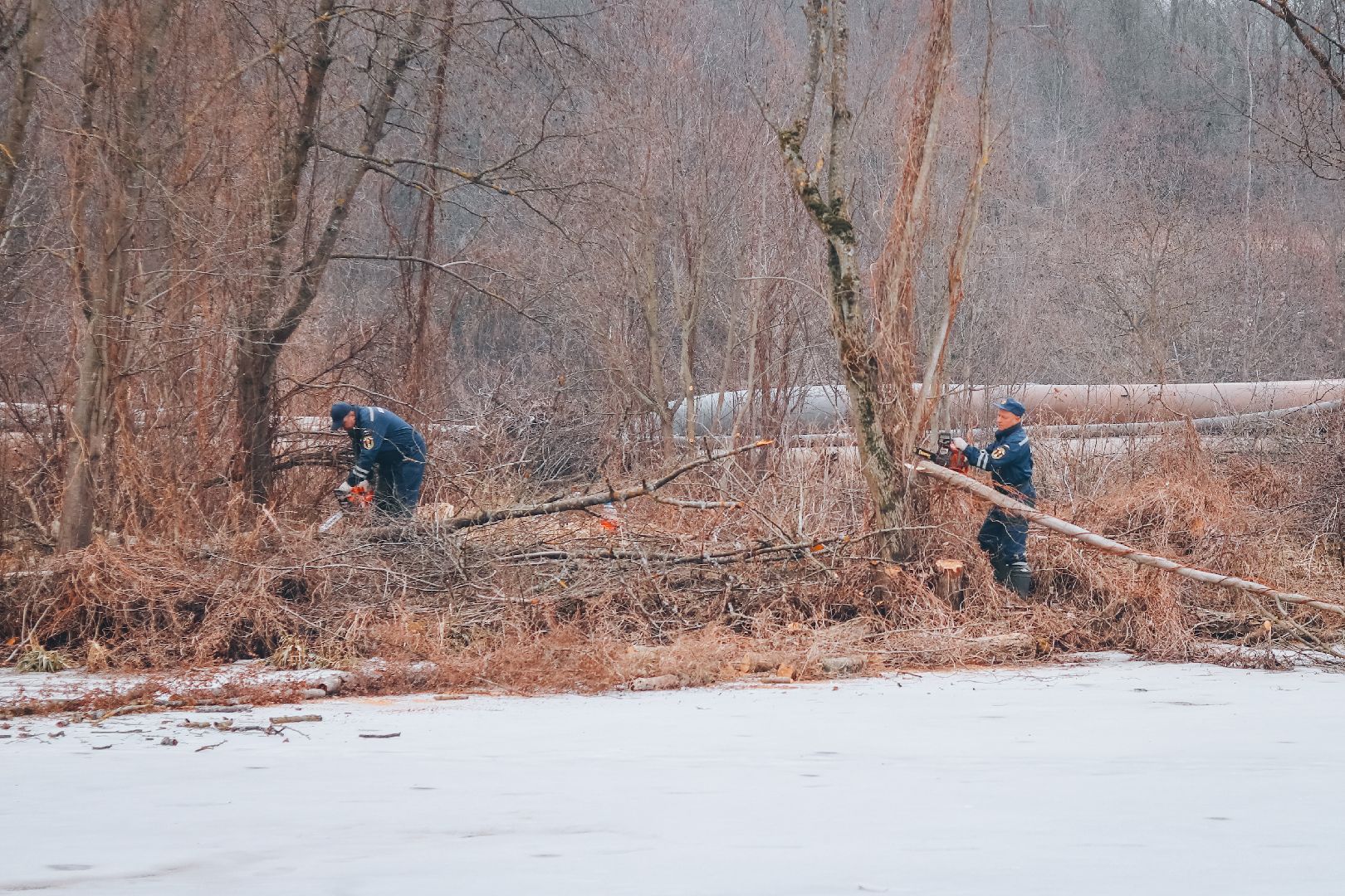 Клин, общество, благоустройство, экология, опиловка деревьев,