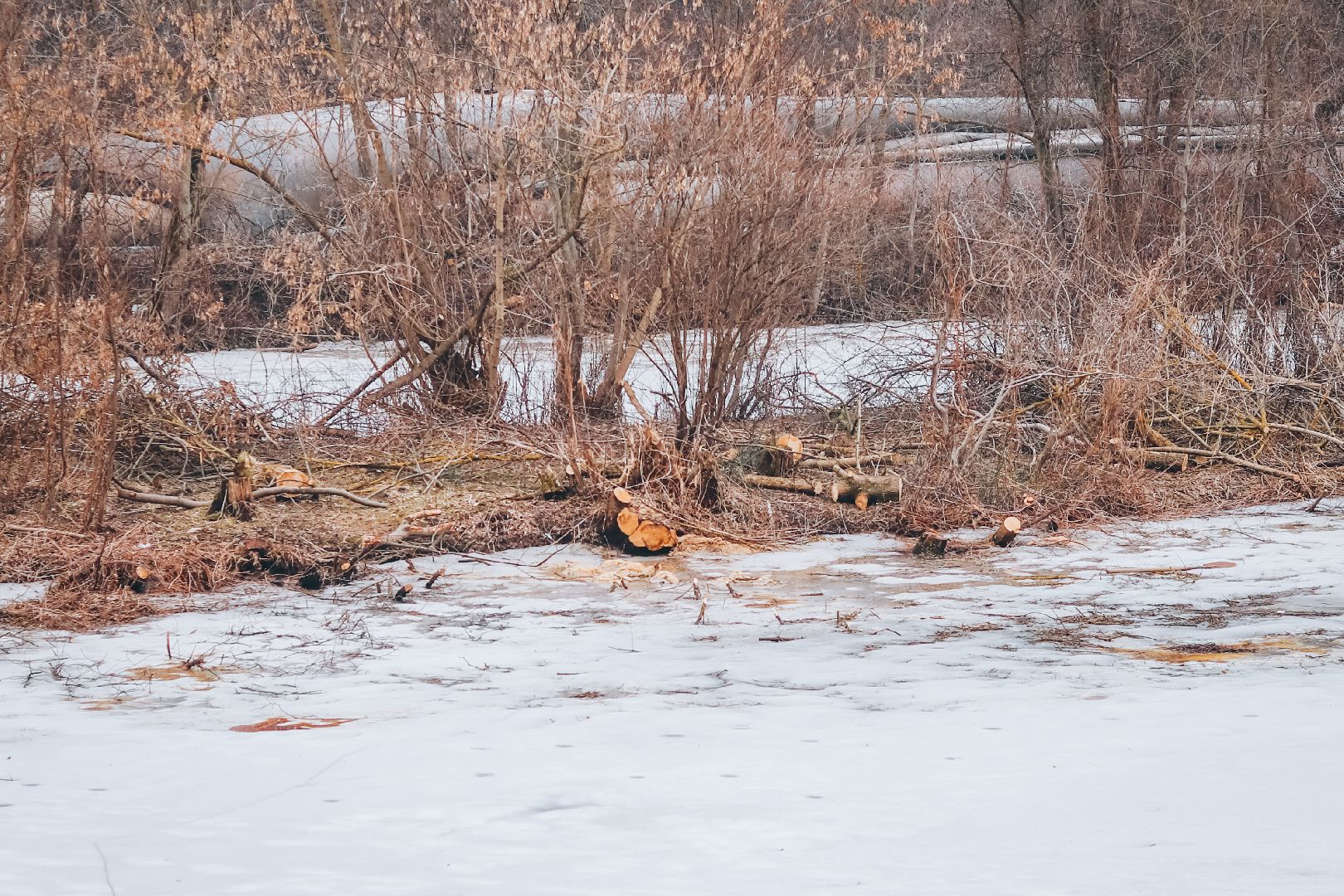 Клин, общество, благоустройство, экология, опиловка деревьев,