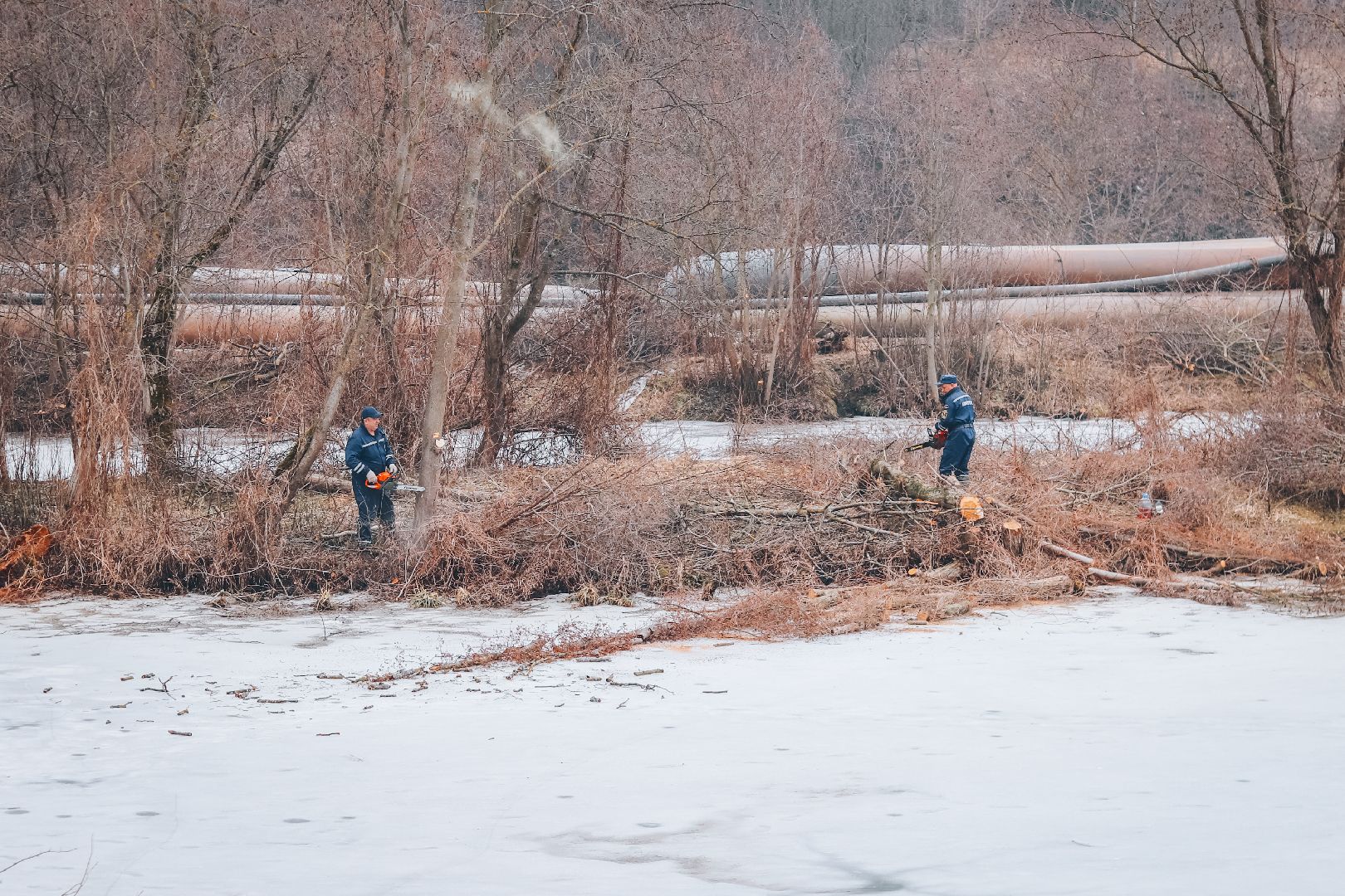 Клин, общество, благоустройство, экология, опиловка деревьев,
