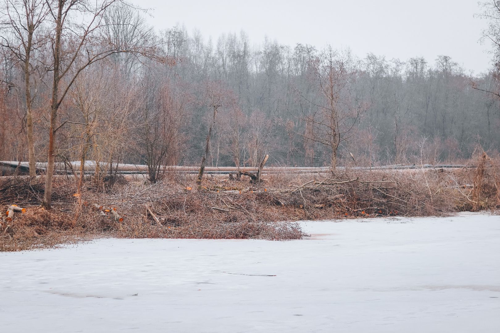 Клин, общество, благоустройство, экология, опиловка деревьев,