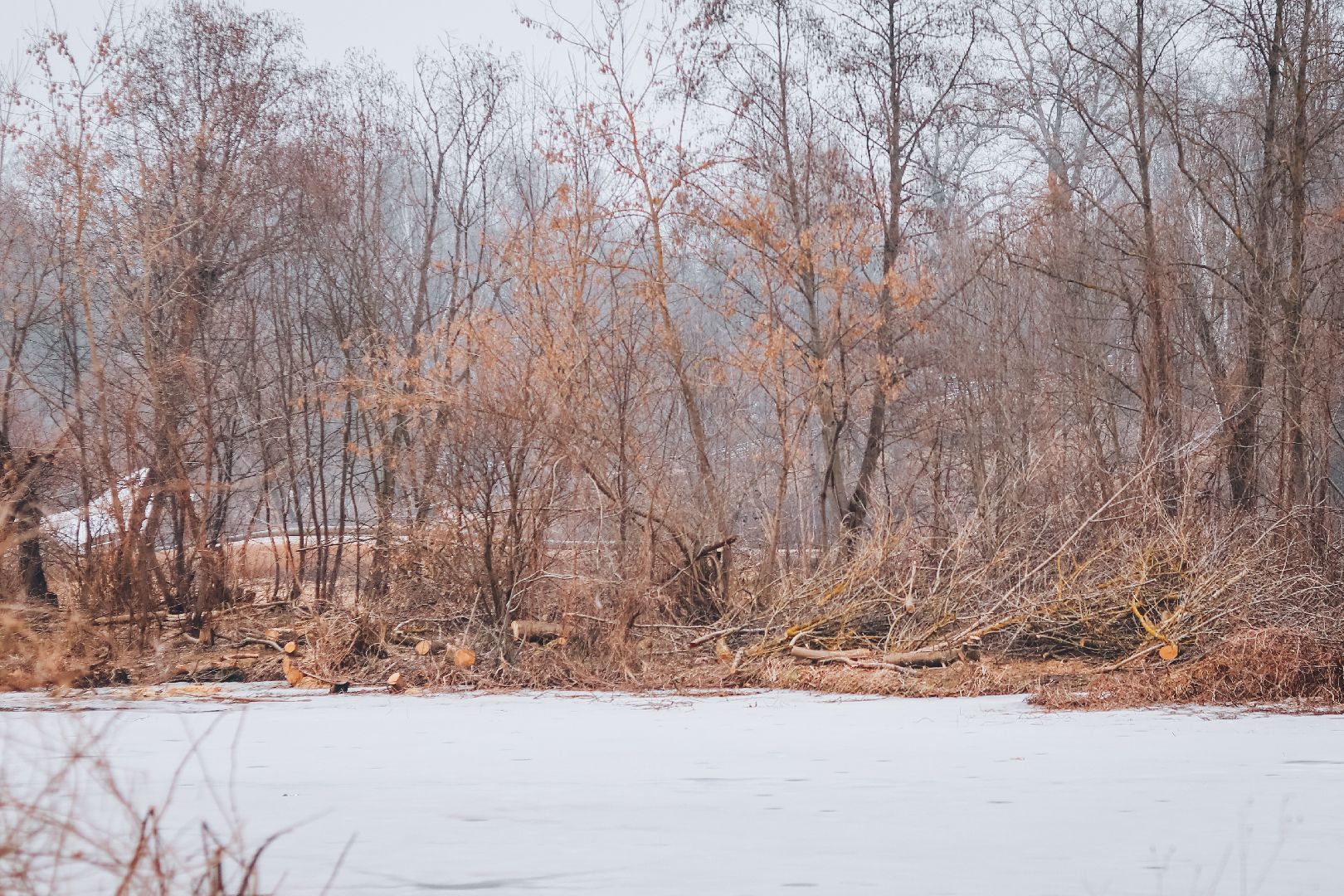 Клин, общество, благоустройство, экология, опиловка деревьев,