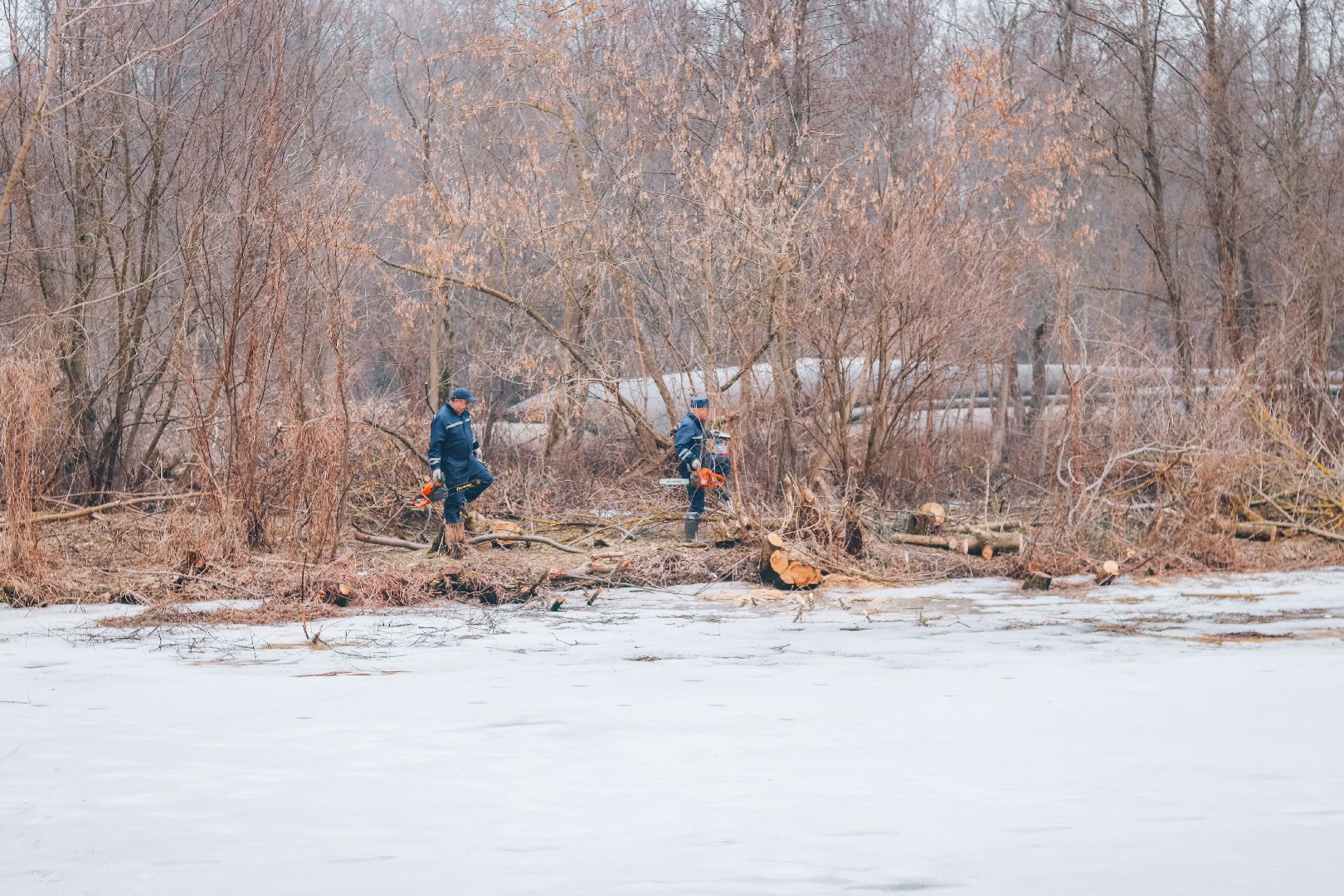 Клин, общество, благоустройство, экология, опиловка деревьев,