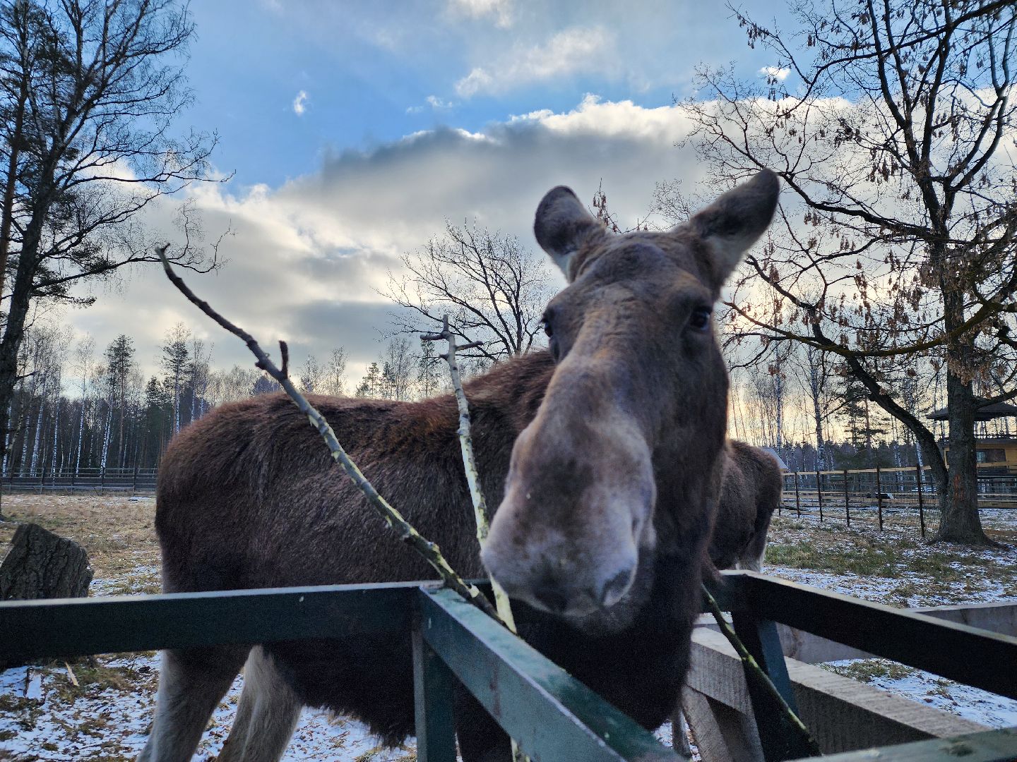 животные, лось, мытищи,