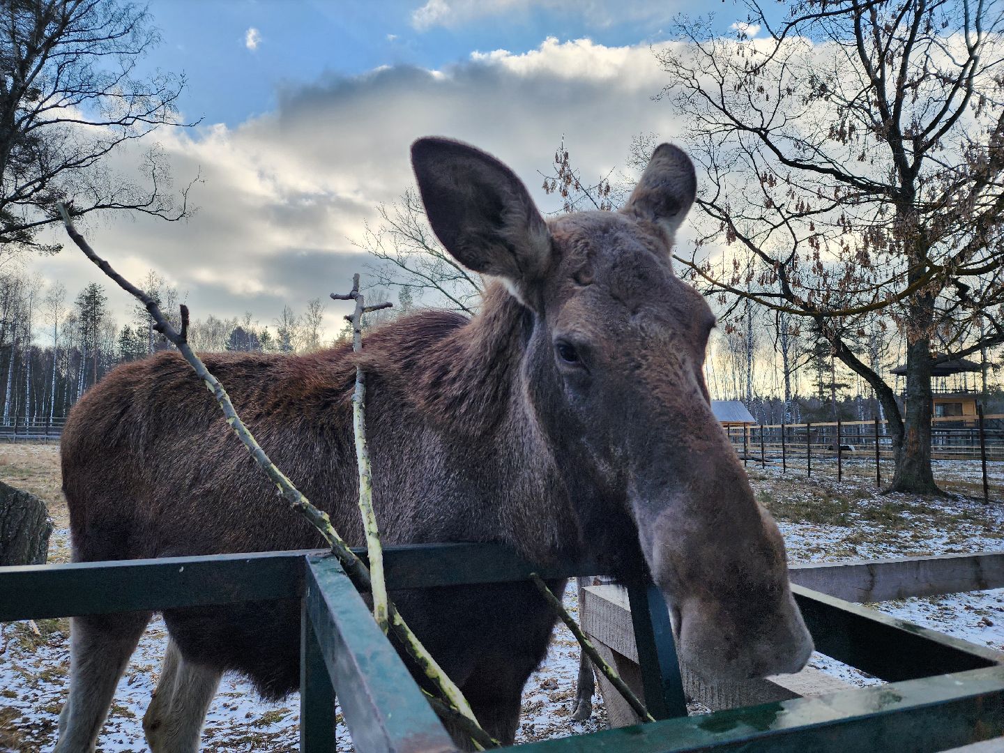 животные, лось, мытищи,