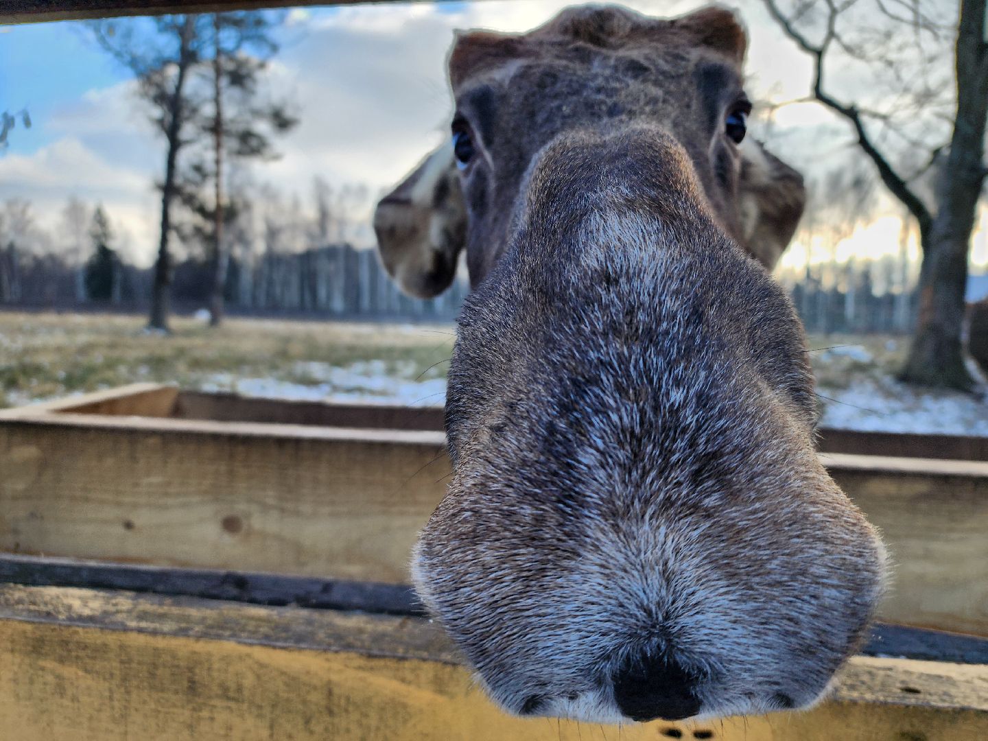 животные, лось, мытищи,