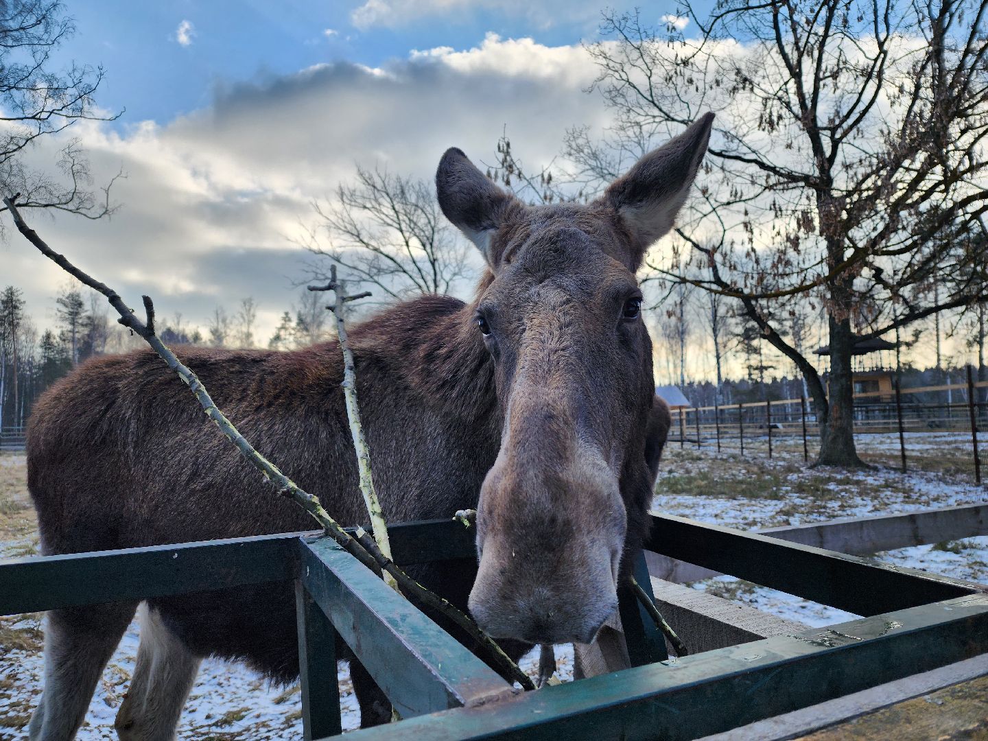 животные, лось, мытищи,