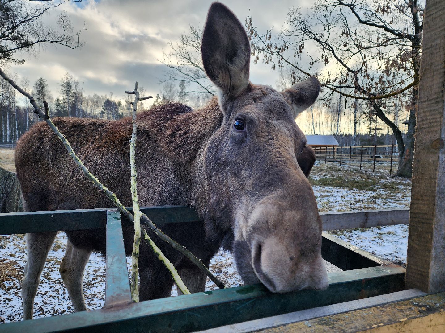 животные, лось, мытищи,