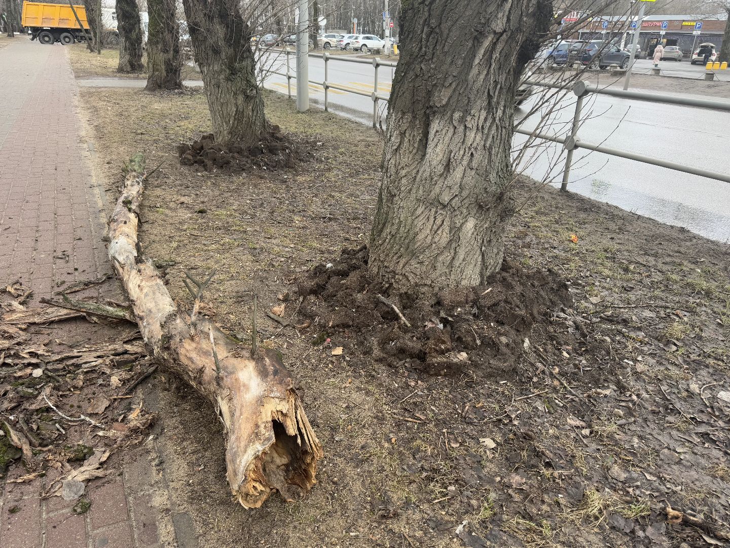 балашиха, ветер, непогода, деревья,