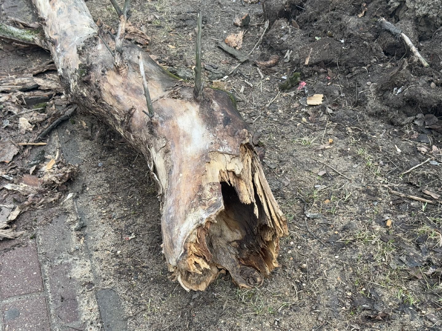 балашиха, ветер, непогода, деревья,