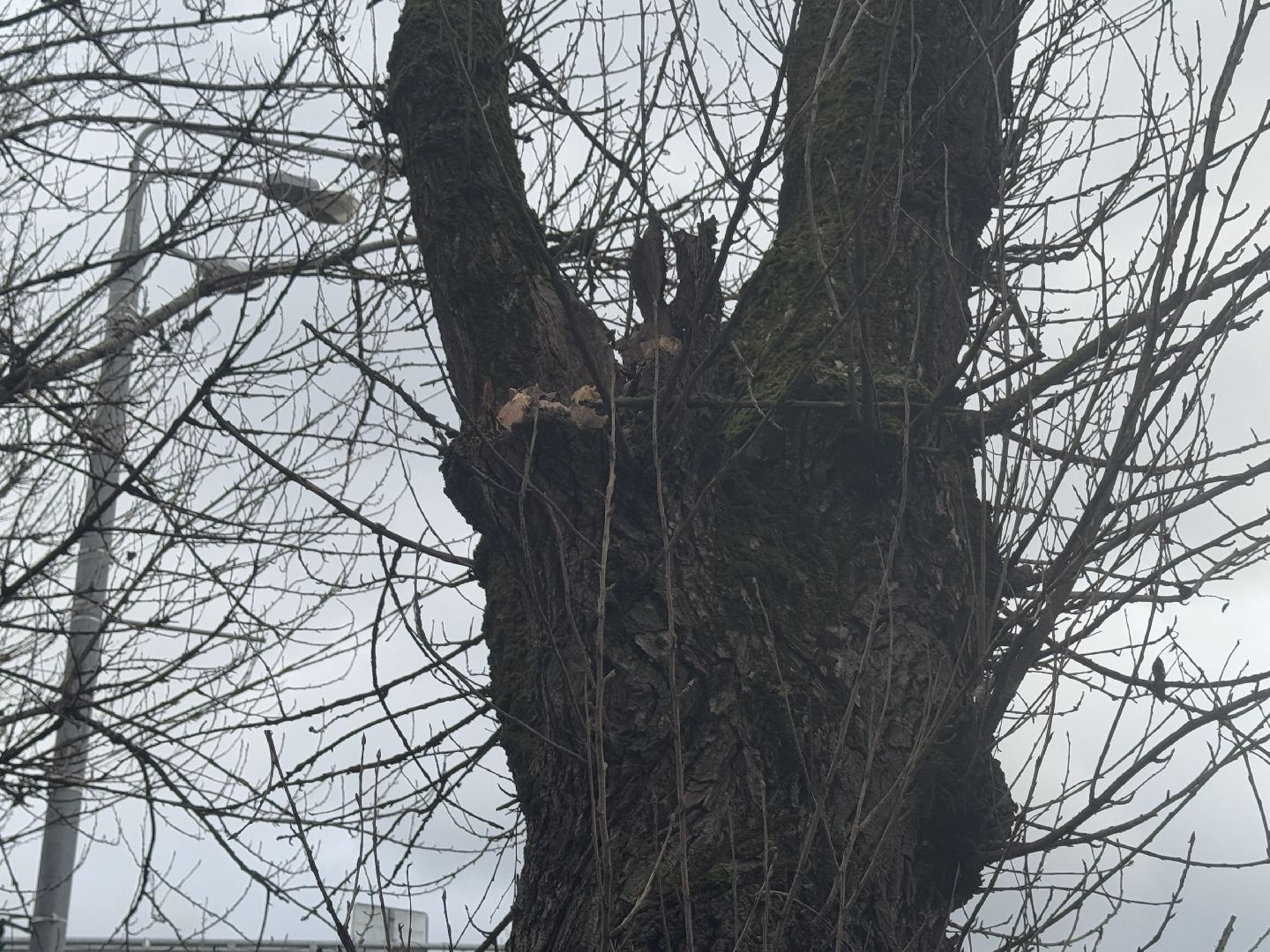 балашиха, ветер, непогода, деревья,