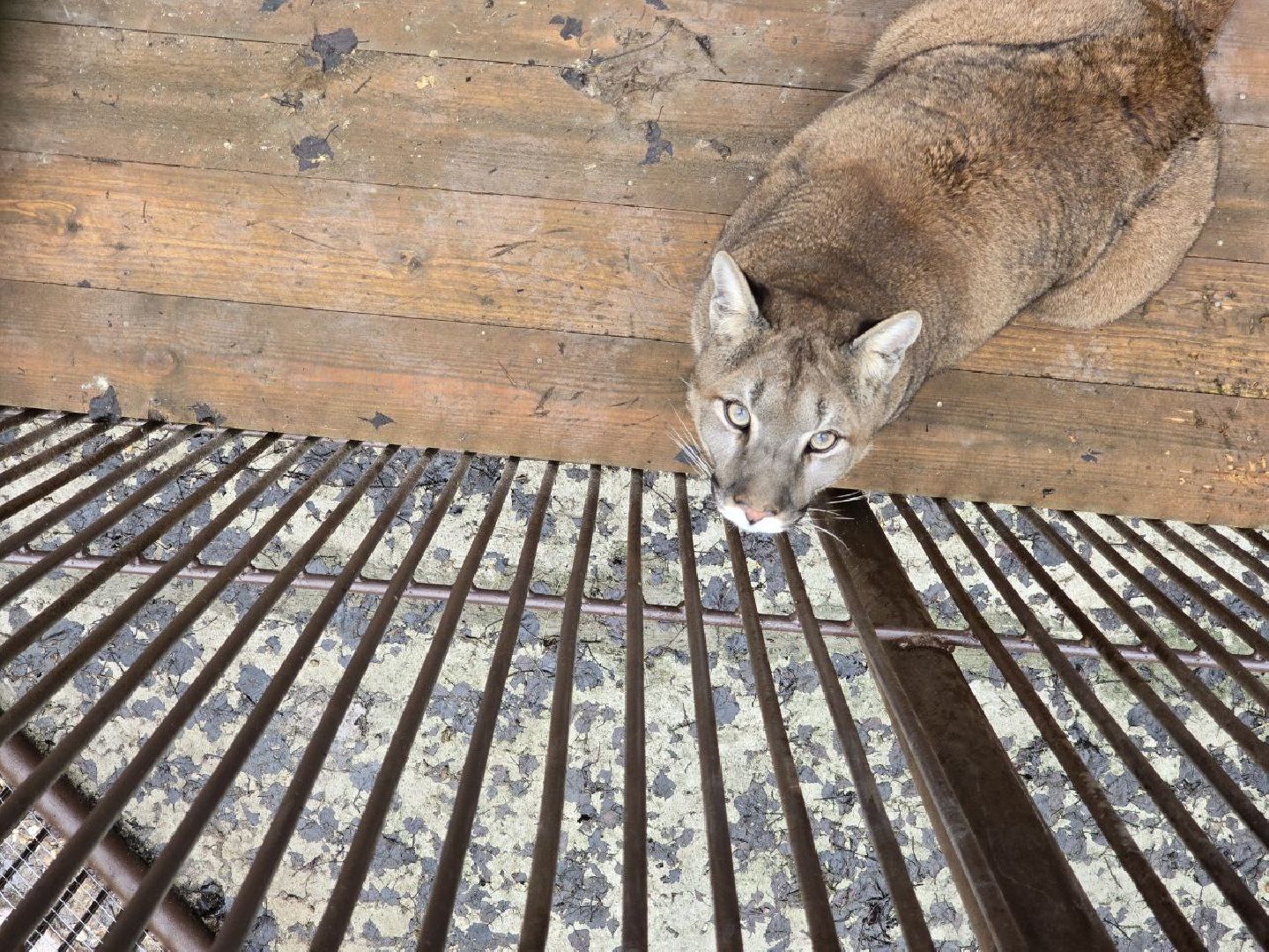 можайск, можайский муниципальный округ, подмосковье, подмосковный подмосковный сафари-парк, парк тигров, хищние кошки, карина черевань, чемпионка мира,