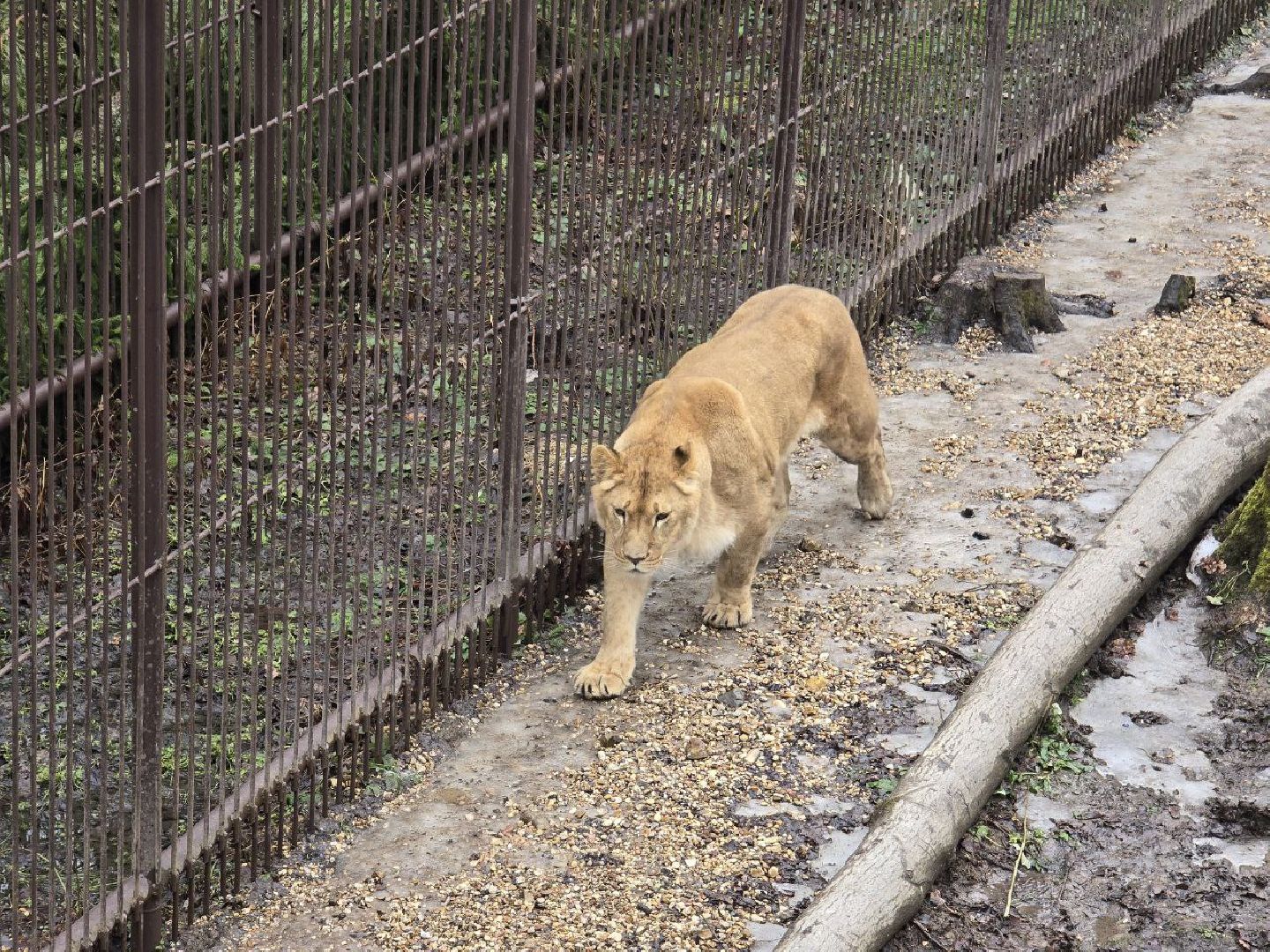 можайск, можайский муниципальный округ, подмосковье, подмосковный подмосковный сафари-парк, парк тигров, хищние кошки, карина черевань, чемпионка мира,
