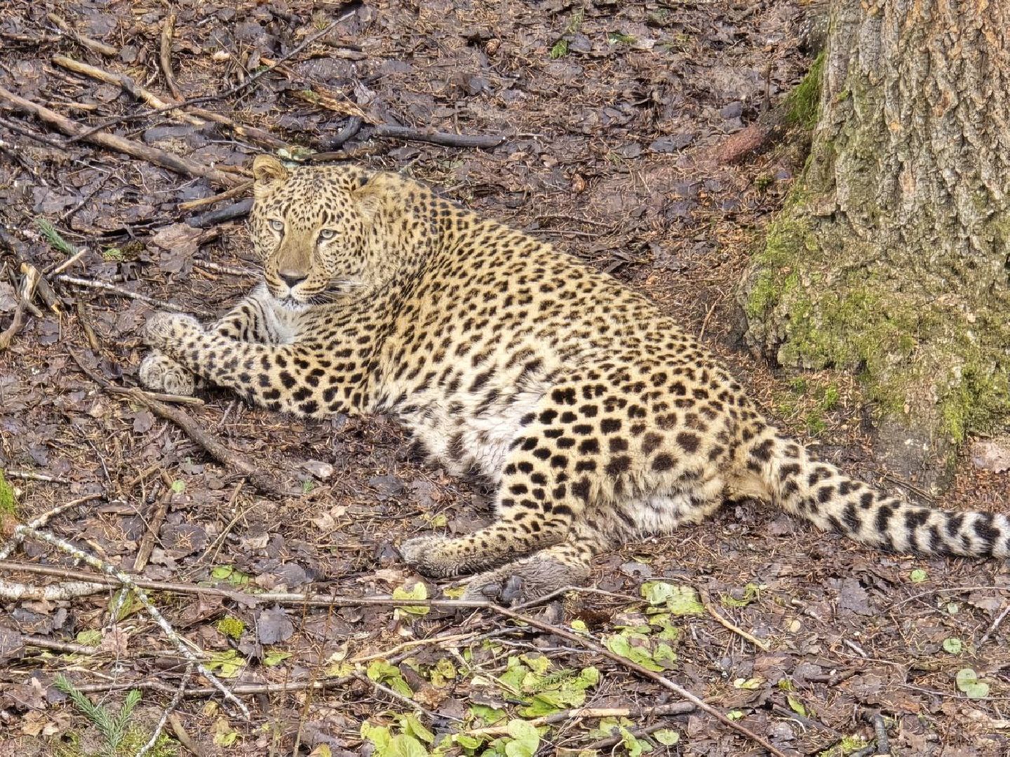можайск, можайский муниципальный округ, подмосковье, подмосковный подмосковный сафари-парк, парк тигров, хищние кошки, карина черевань, чемпионка мира,