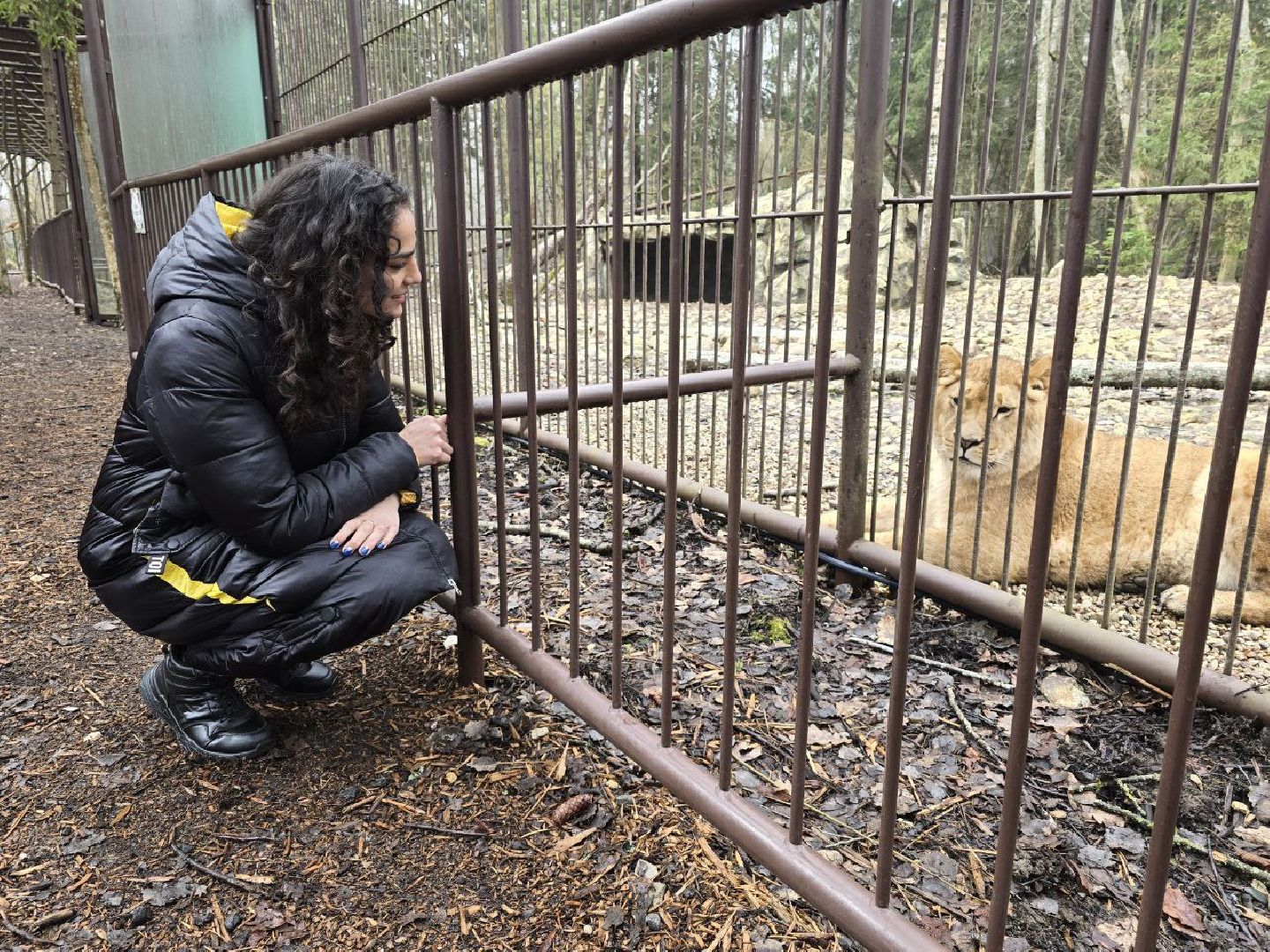 можайск, можайский муниципальный округ, подмосковье, подмосковный подмосковный сафари-парк, парк тигров, хищние кошки, карина черевань, чемпионка мира,