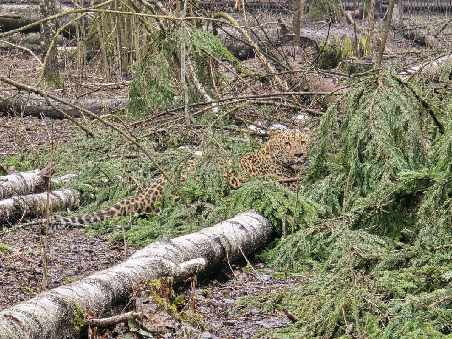 можайск, можайский муниципальный округ, подмосковье, подмосковный подмосковный сафари-парк, парк тигров, хищние кошки, карина черевань, чемпионка мира,