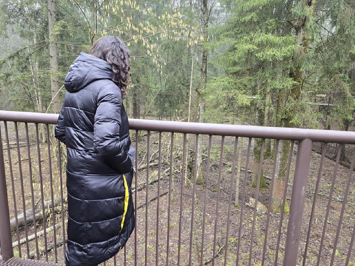 можайск, можайский муниципальный округ, подмосковье, подмосковный подмосковный сафари-парк, парк тигров, хищние кошки, карина черевань, чемпионка мира,