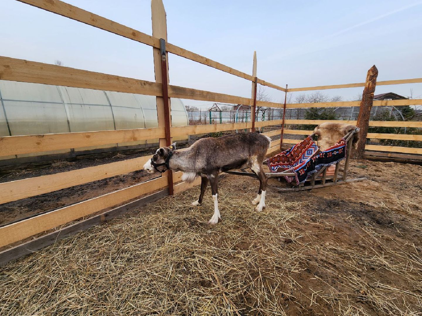 солнечногорск, олени, ферма, хозяйство, жители,