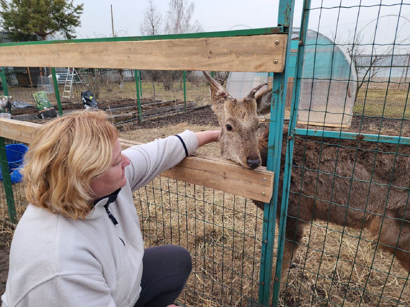солнечногорск, олени, ферма, хозяйство, жители,
