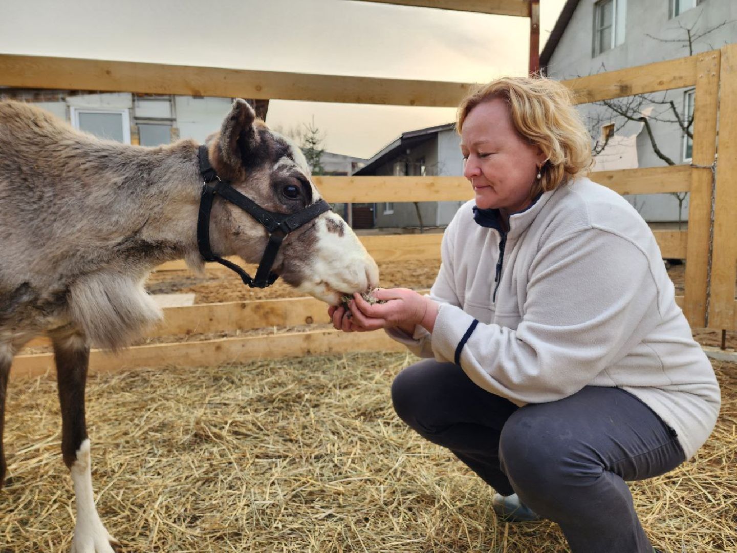 солнечногорск, олени, ферма, хозяйство, жители,