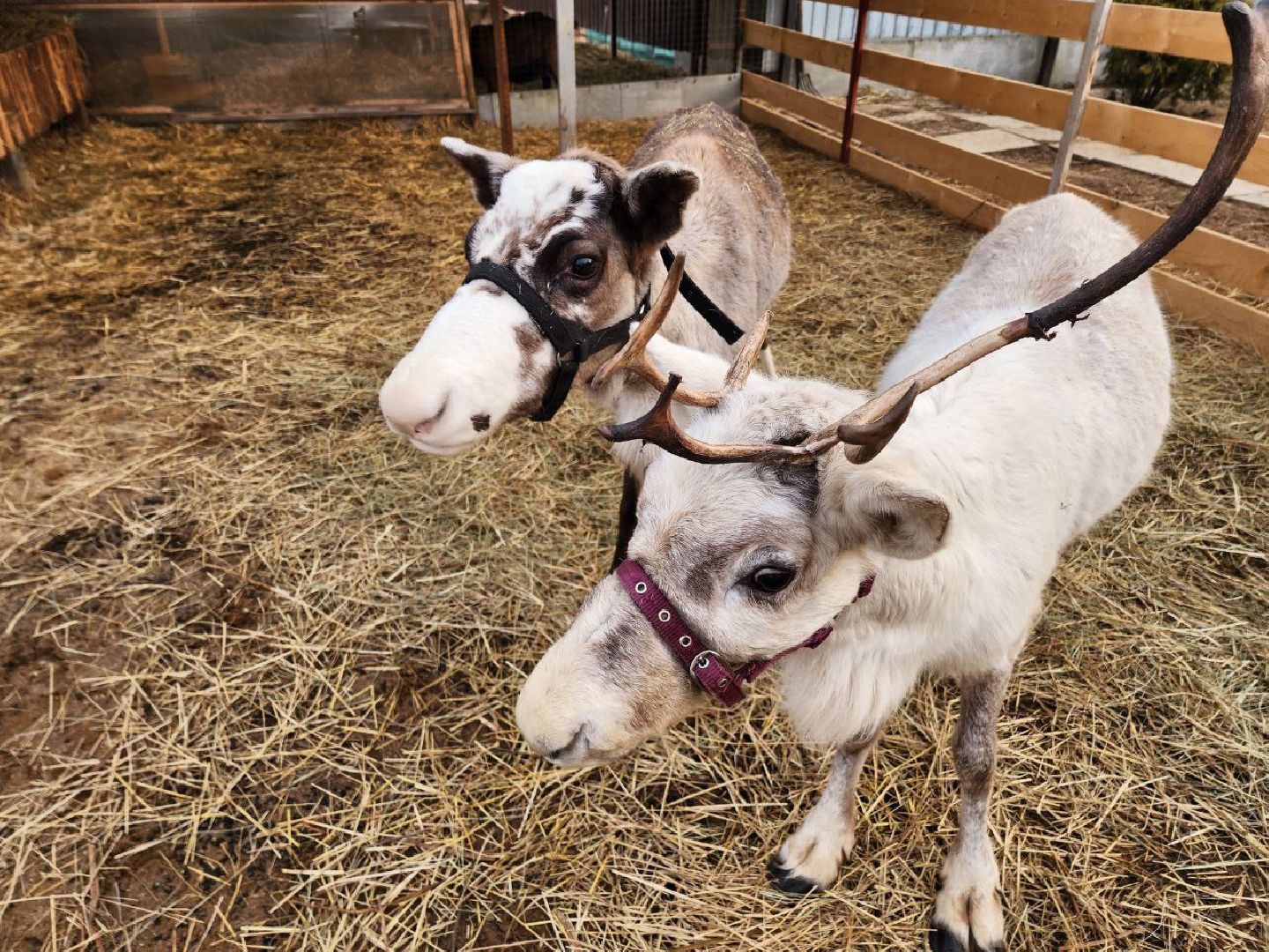 солнечногорск, олени, ферма, хозяйство, жители,