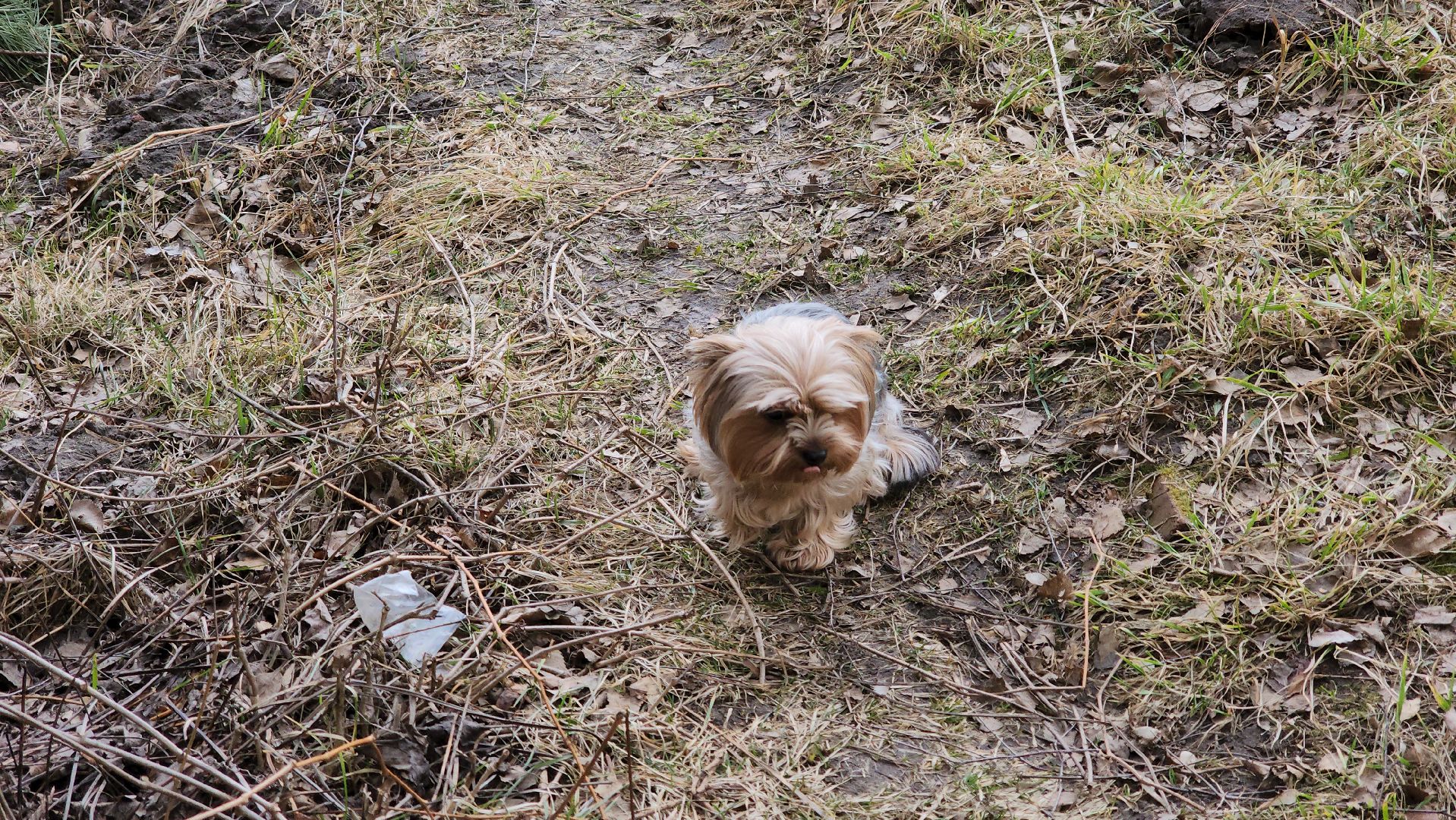 кашира, ветеринар, ветеринарная клиника, клещи, собаки, кошки, пироплазмоз,