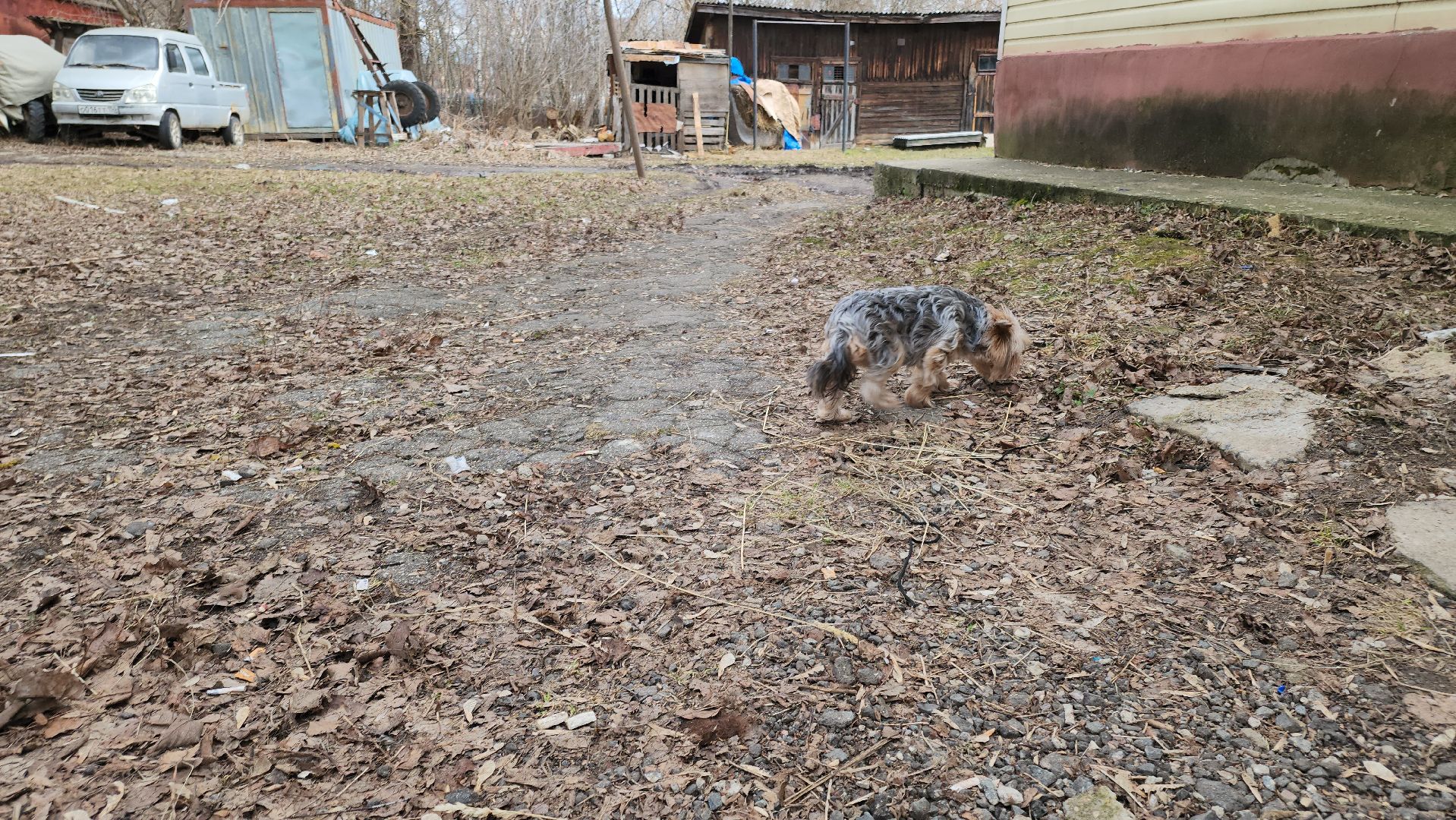 кашира, ветеринар, ветеринарная клиника, клещи, собаки, кошки, пироплазмоз,