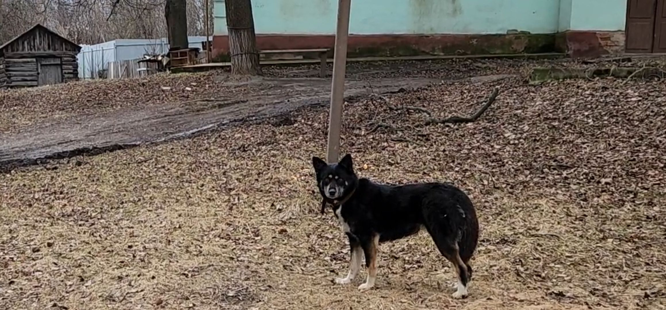 кашира, ветеринар, ветеринарная клиника, клещи, собаки, кошки, пироплазмоз,