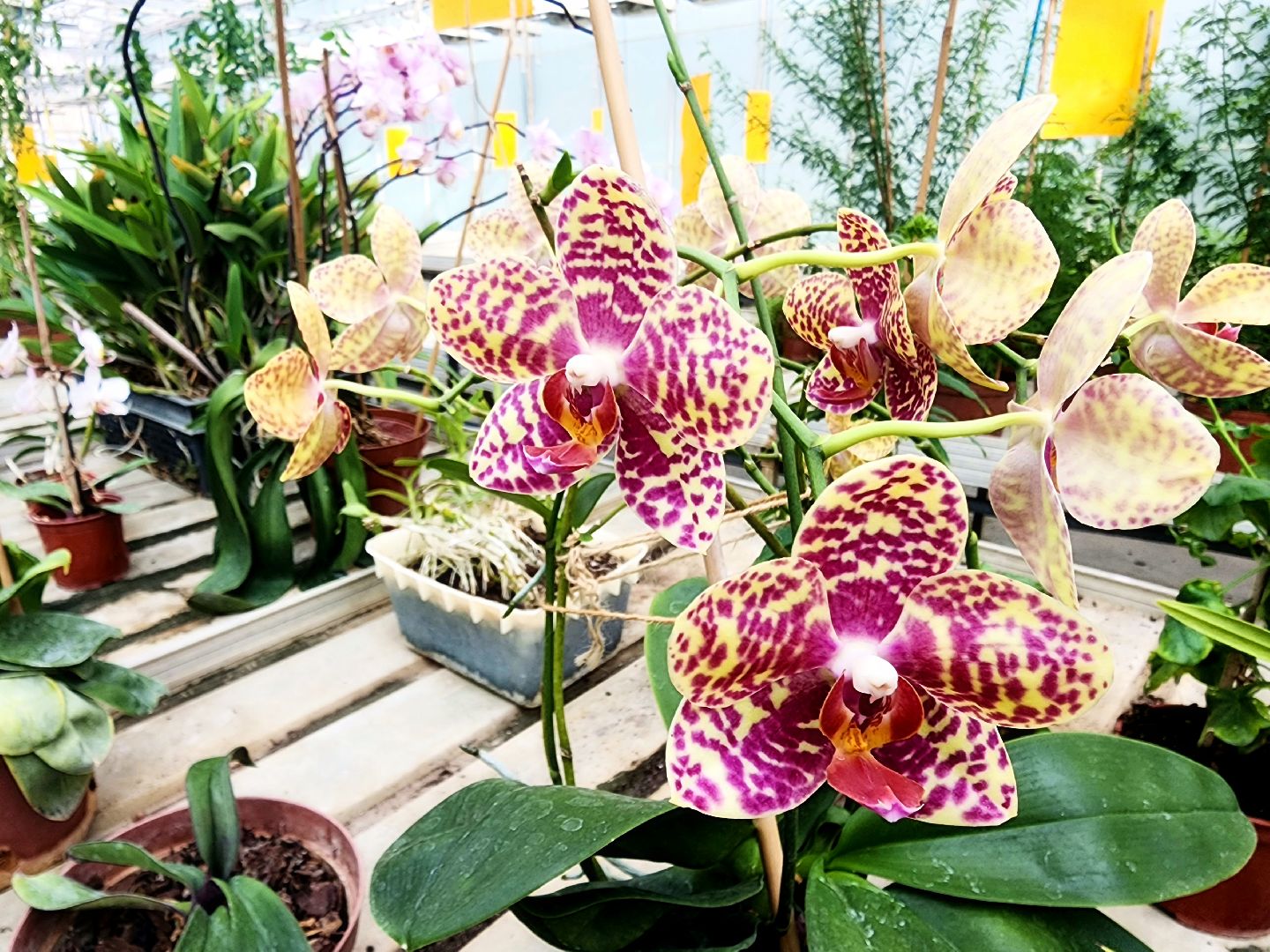 пущино, серпухов, наука,