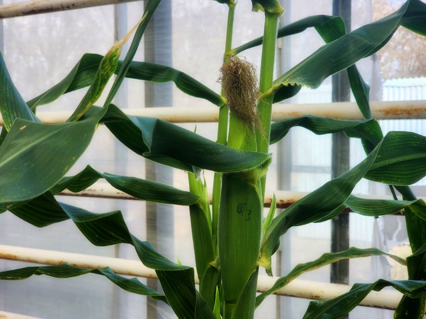 пущино, серпухов, наука,