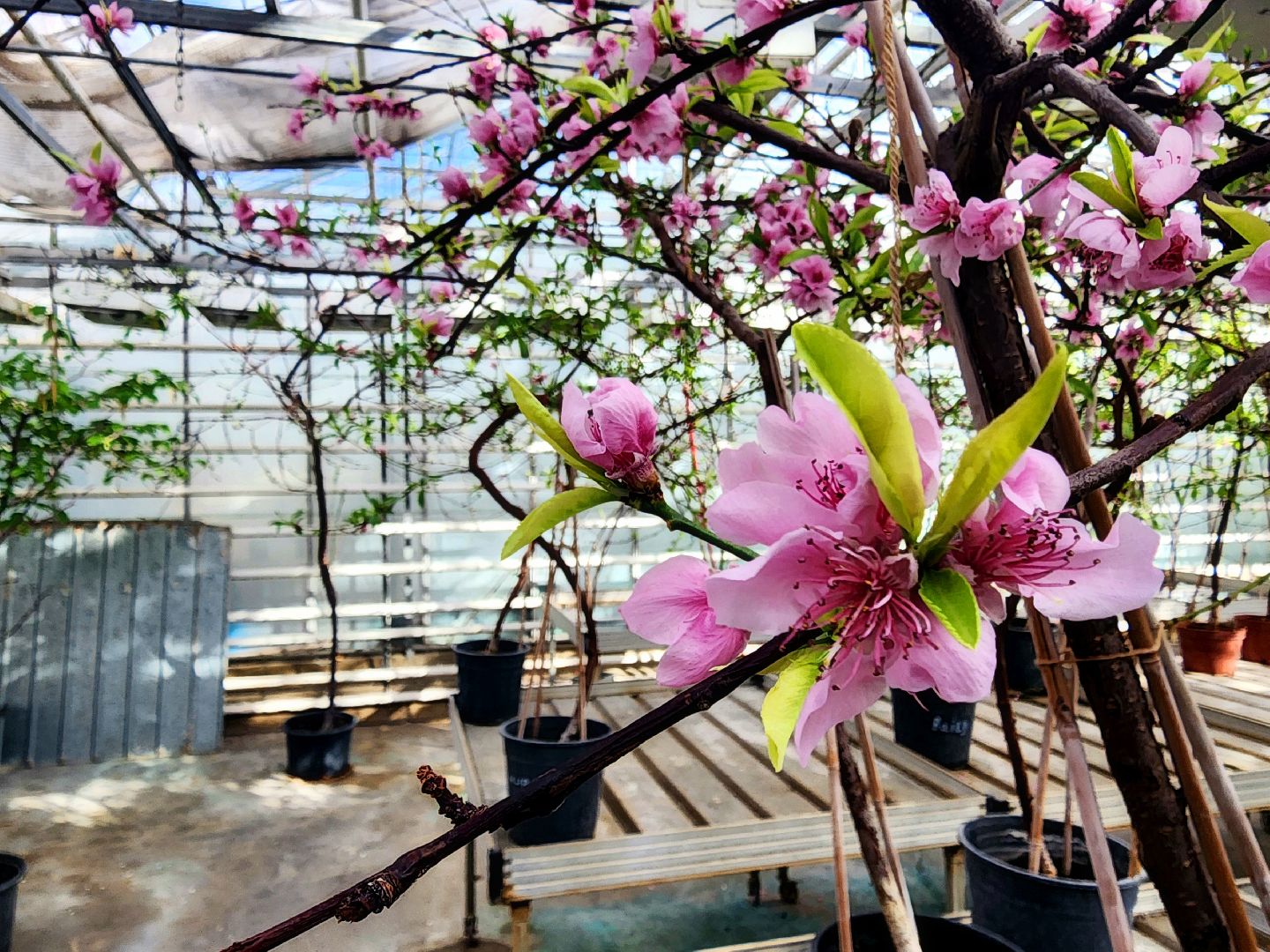 пущино, серпухов, наука,