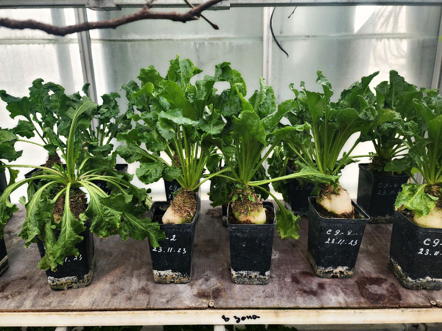 пущино, серпухов, наука,