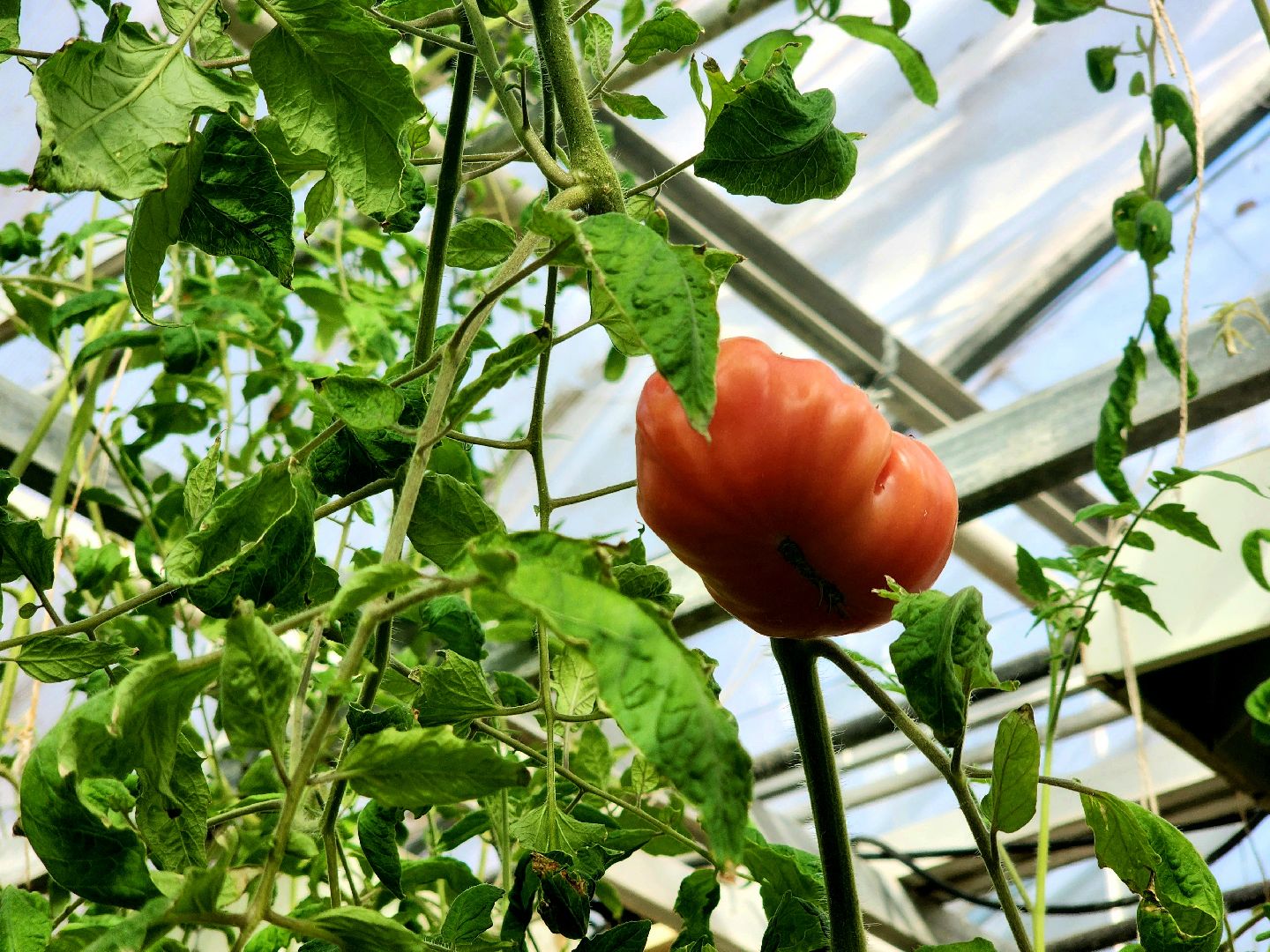 пущино, серпухов, наука,