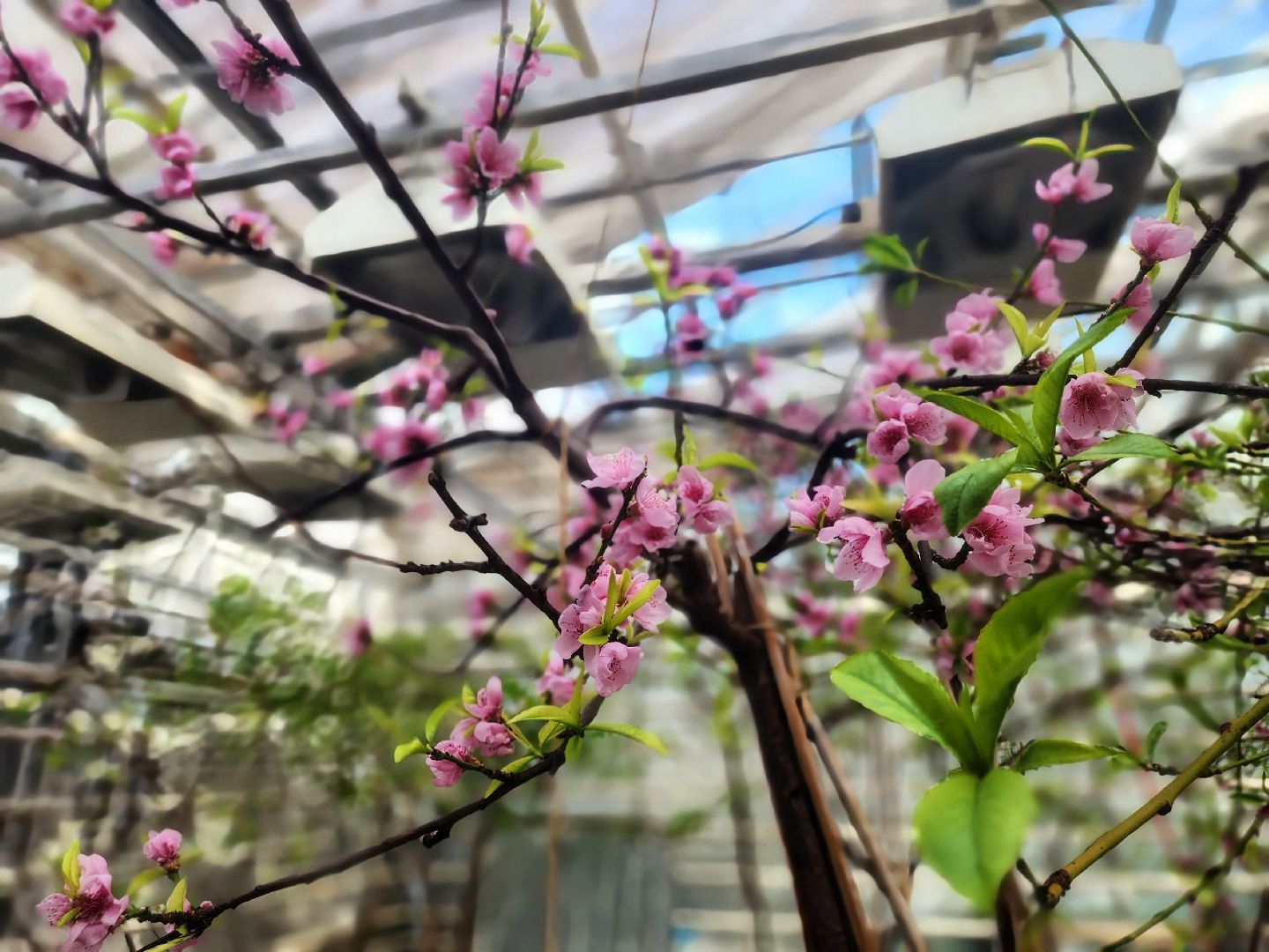 пущино, серпухов, наука,