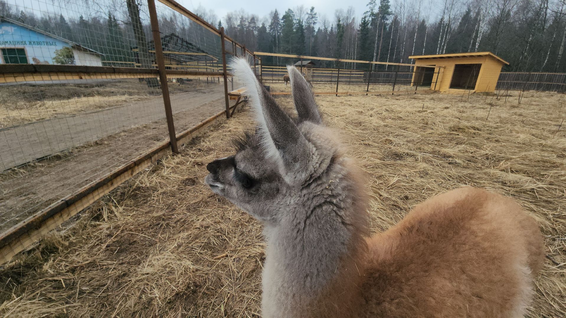 лосиный остров, мытищи, лама,