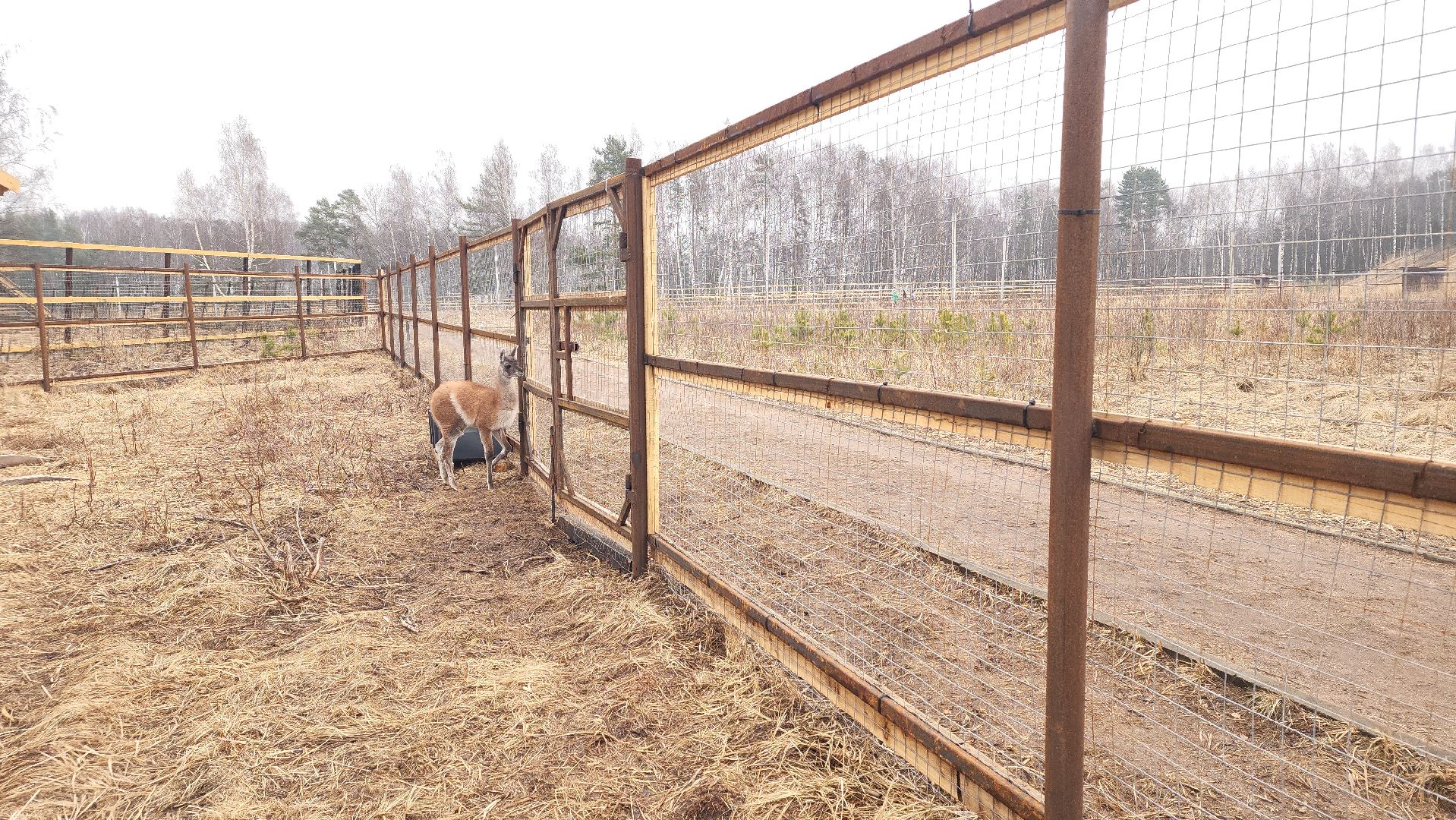 лосиный остров, мытищи, лама,