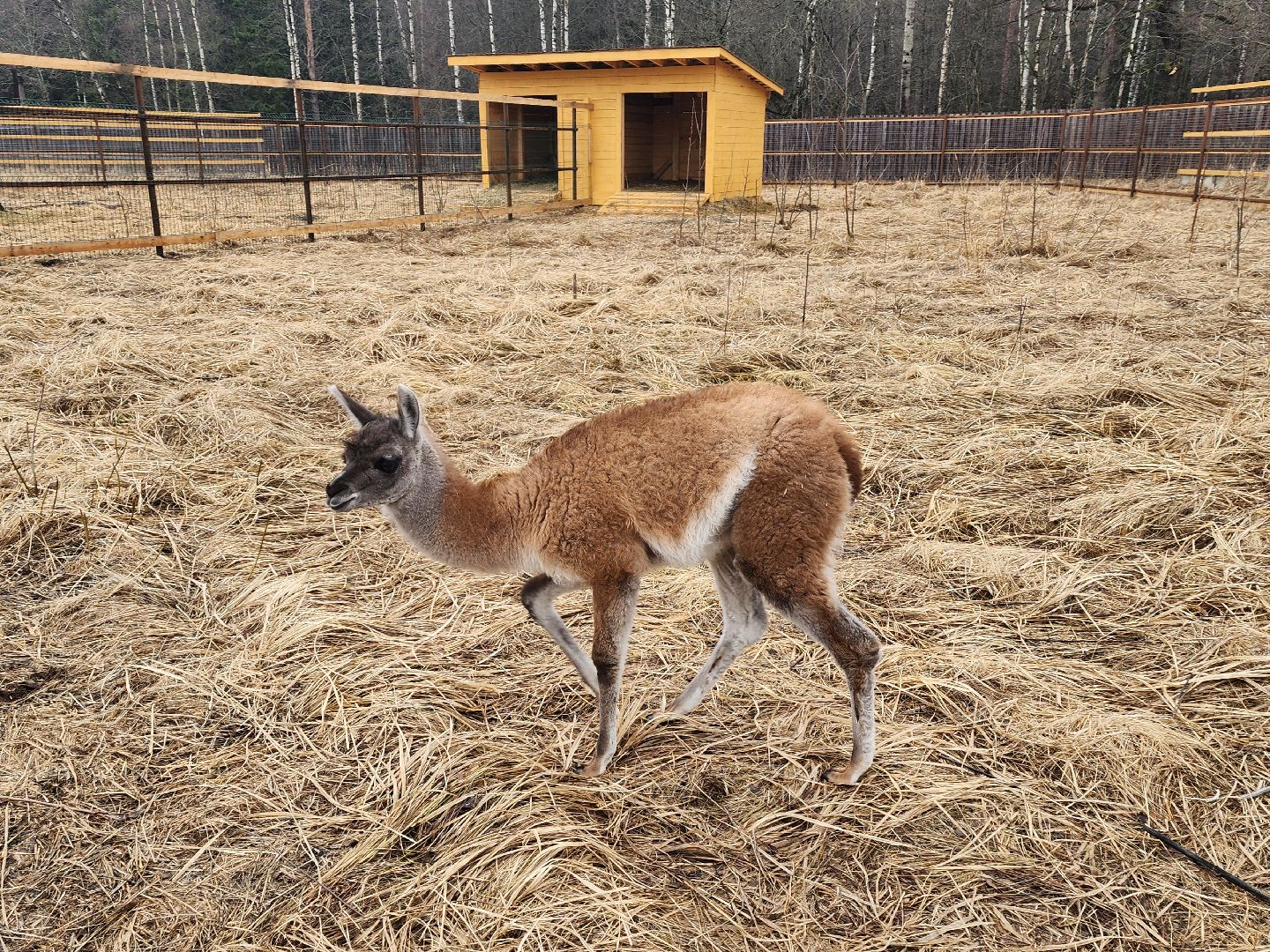 лосиный остров, мытищи, лама,