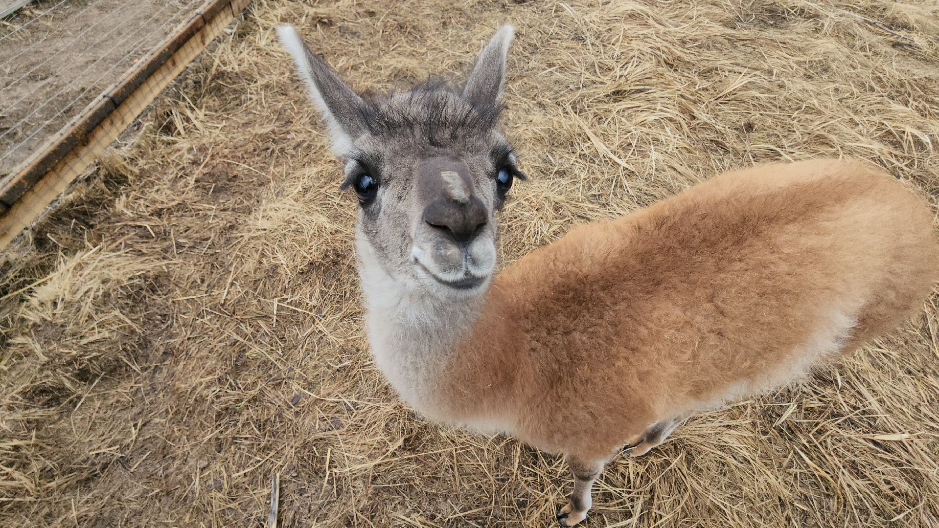 лосиный остров, мытищи, лама,