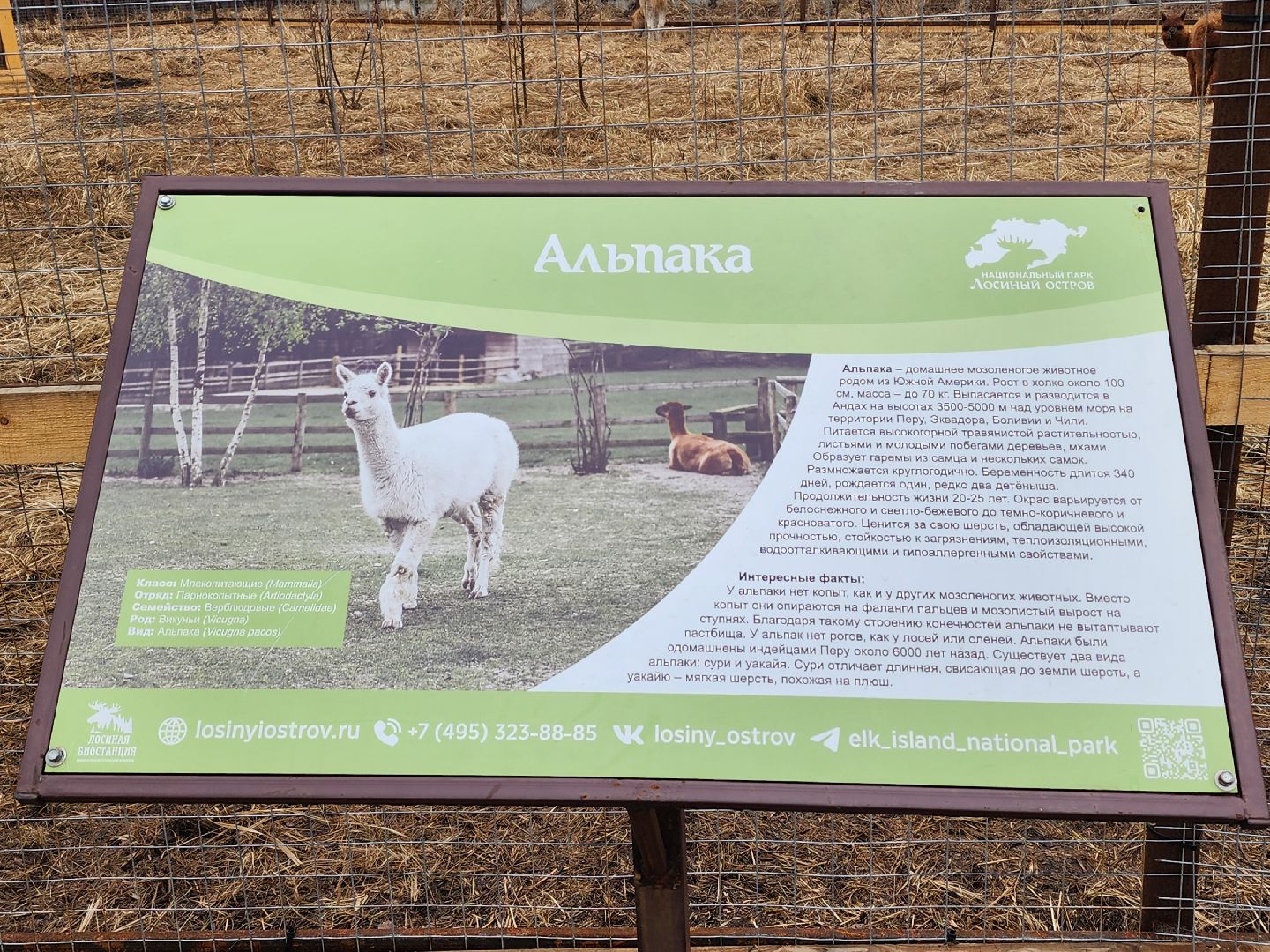 лосиный остров, мытищи, лама,