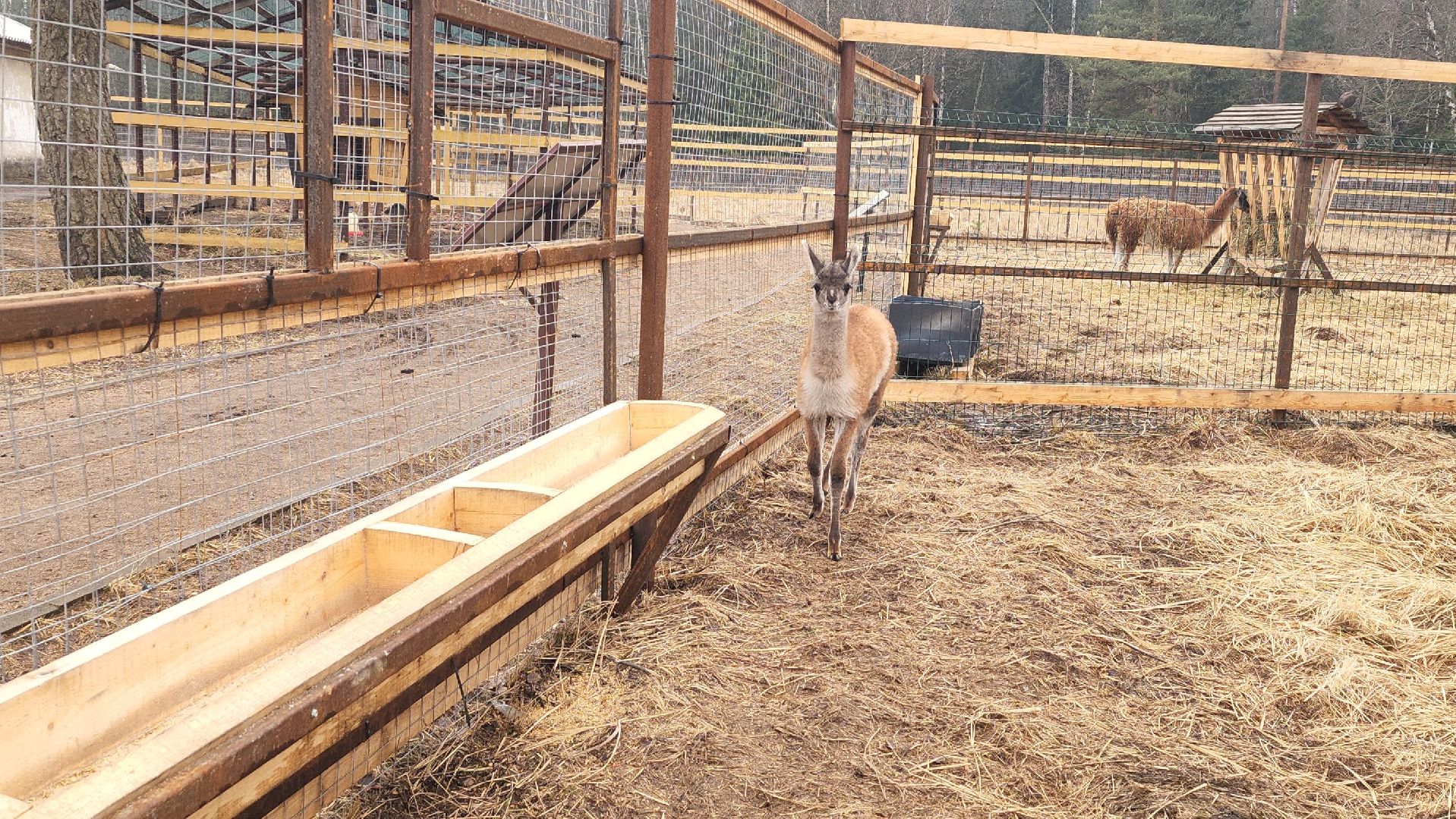 лосиный остров, мытищи, лама,